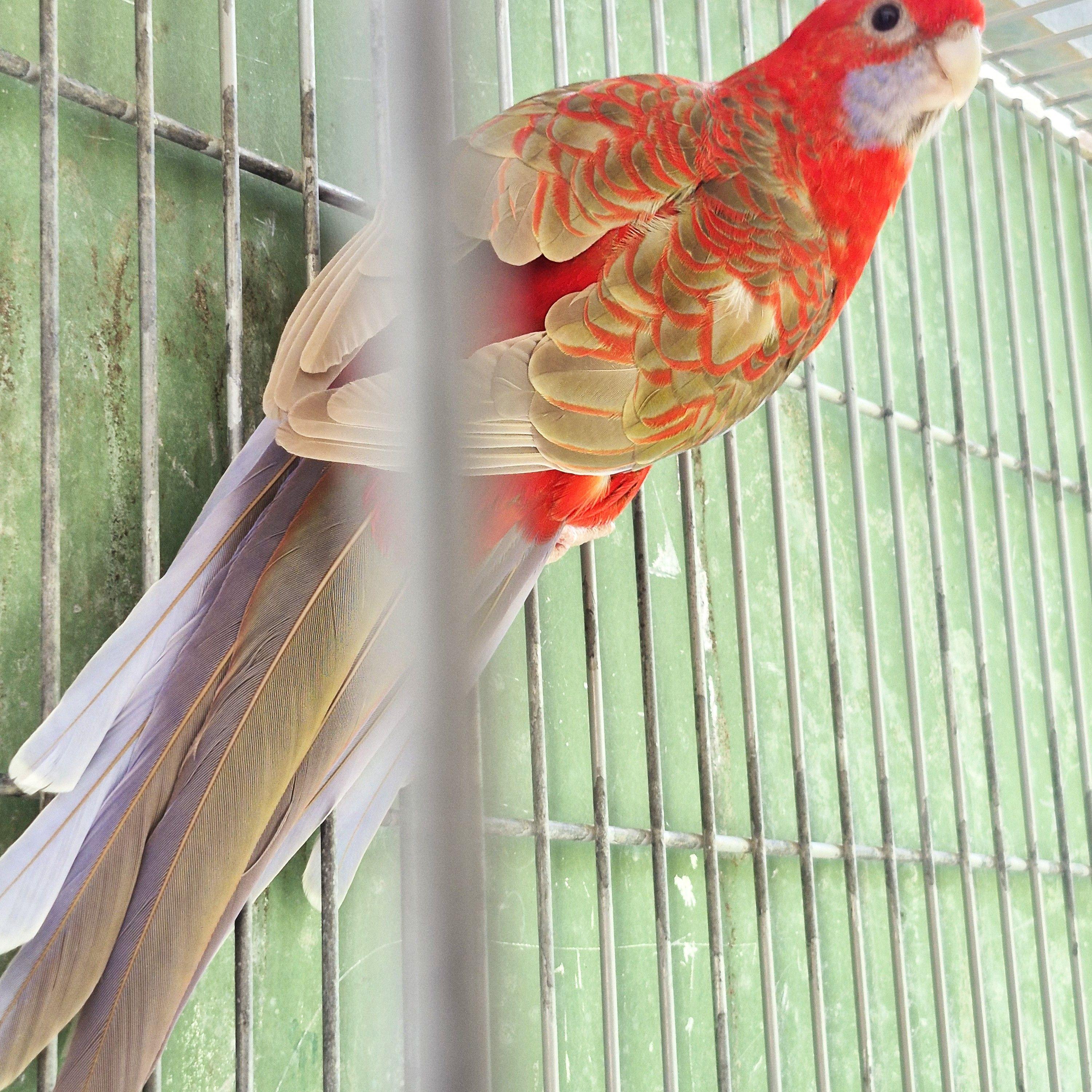 Casal Pennant Canela