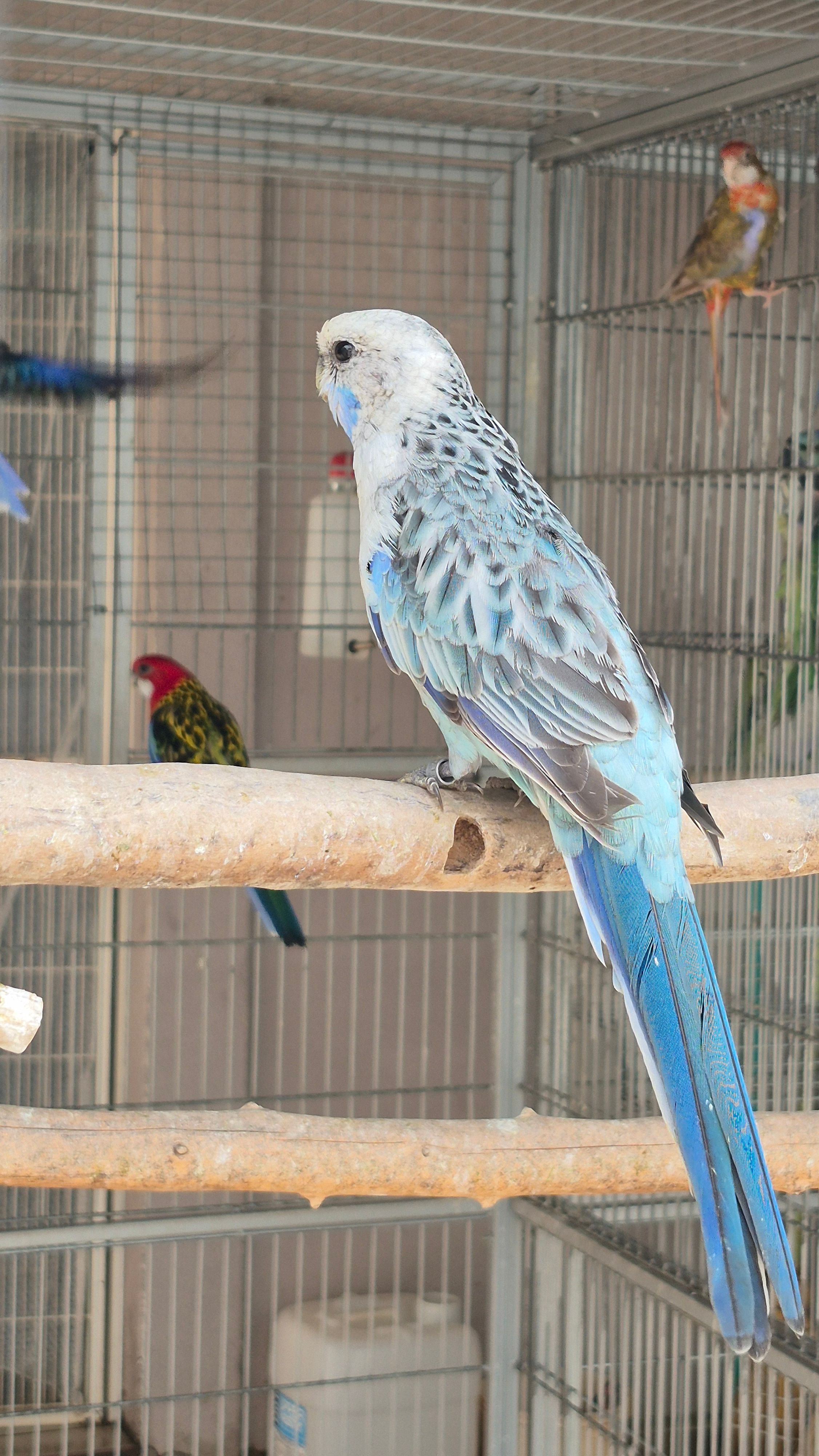 Eximius Opalino Azul