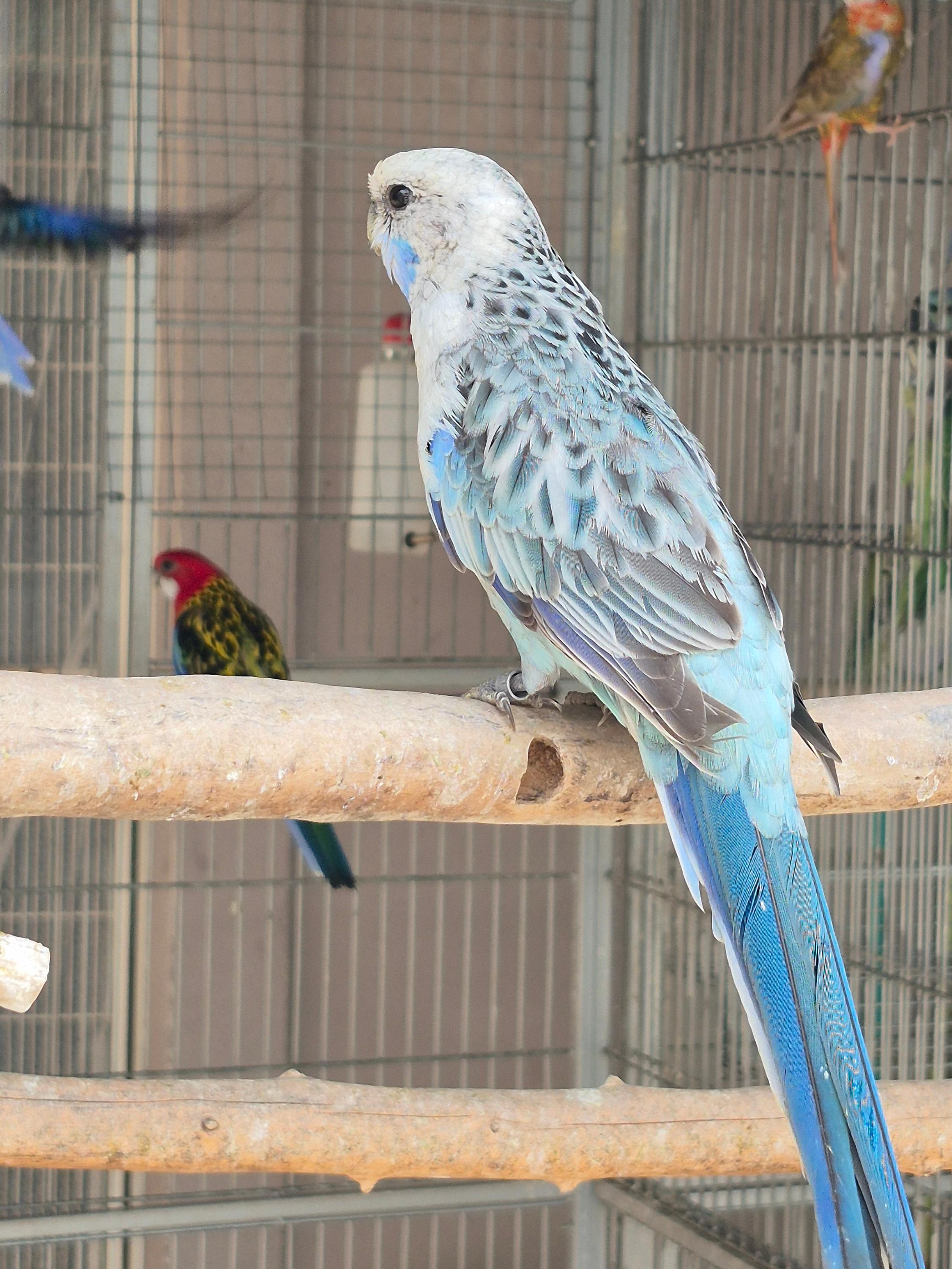 Imagem de Rosela Eximius - 0