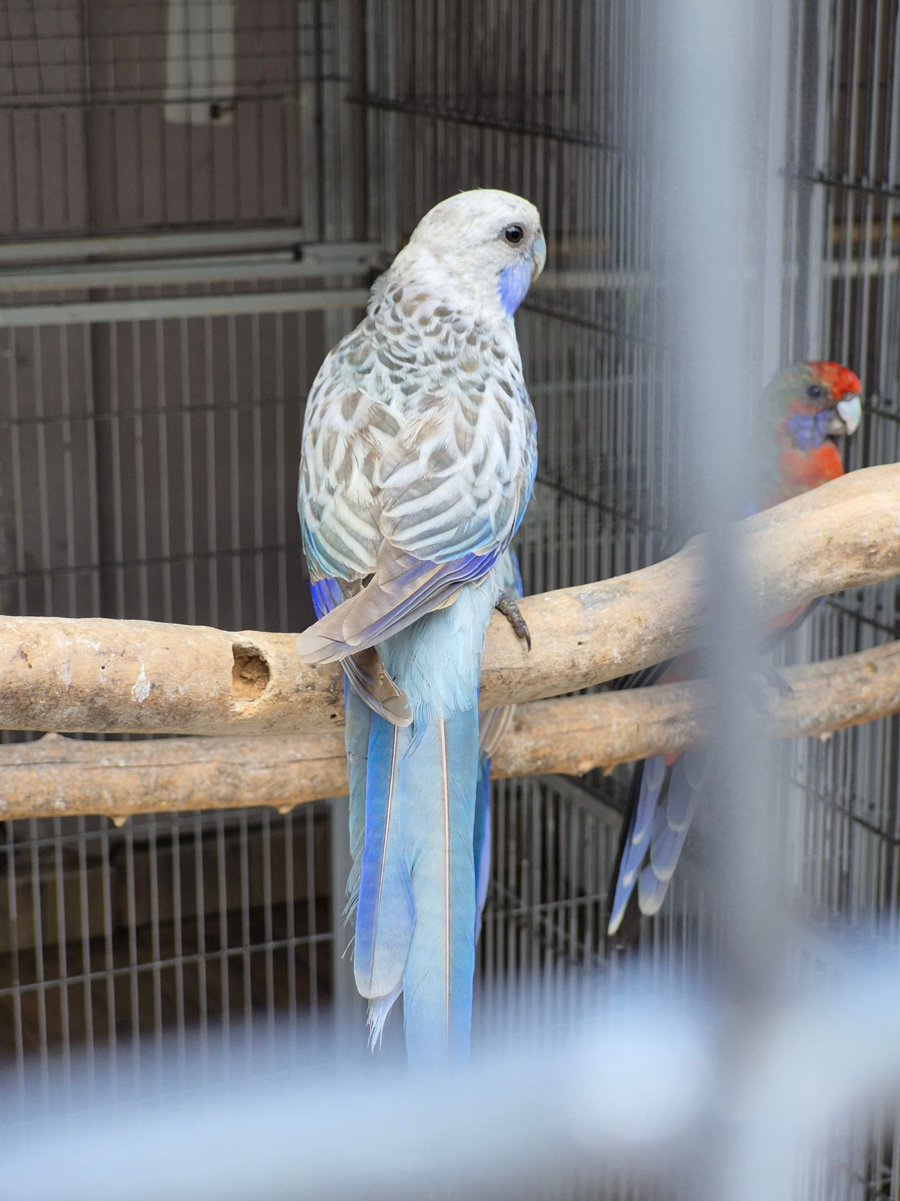 Eximius Opalino Azul