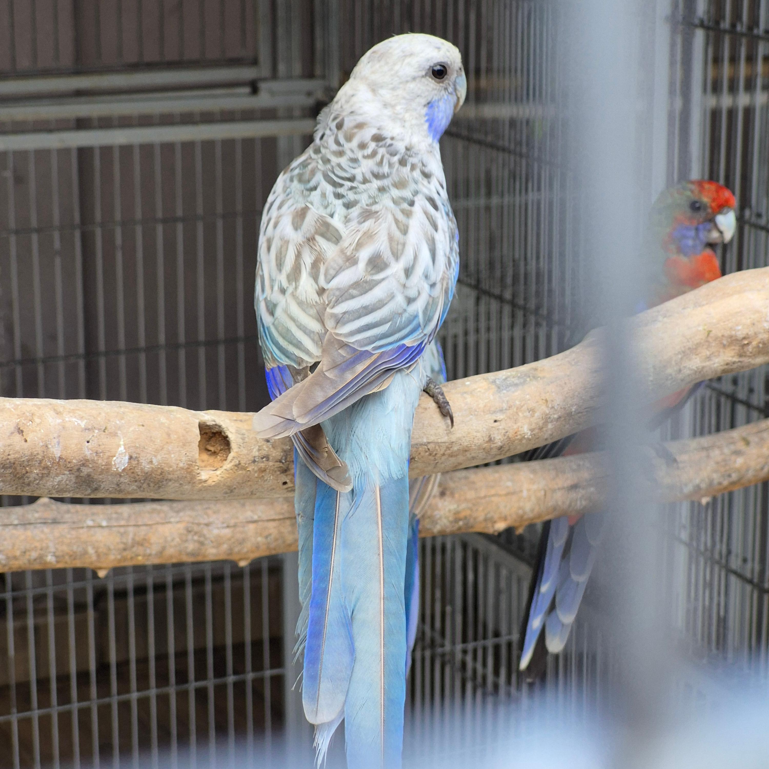 Eximius Opalino Azul