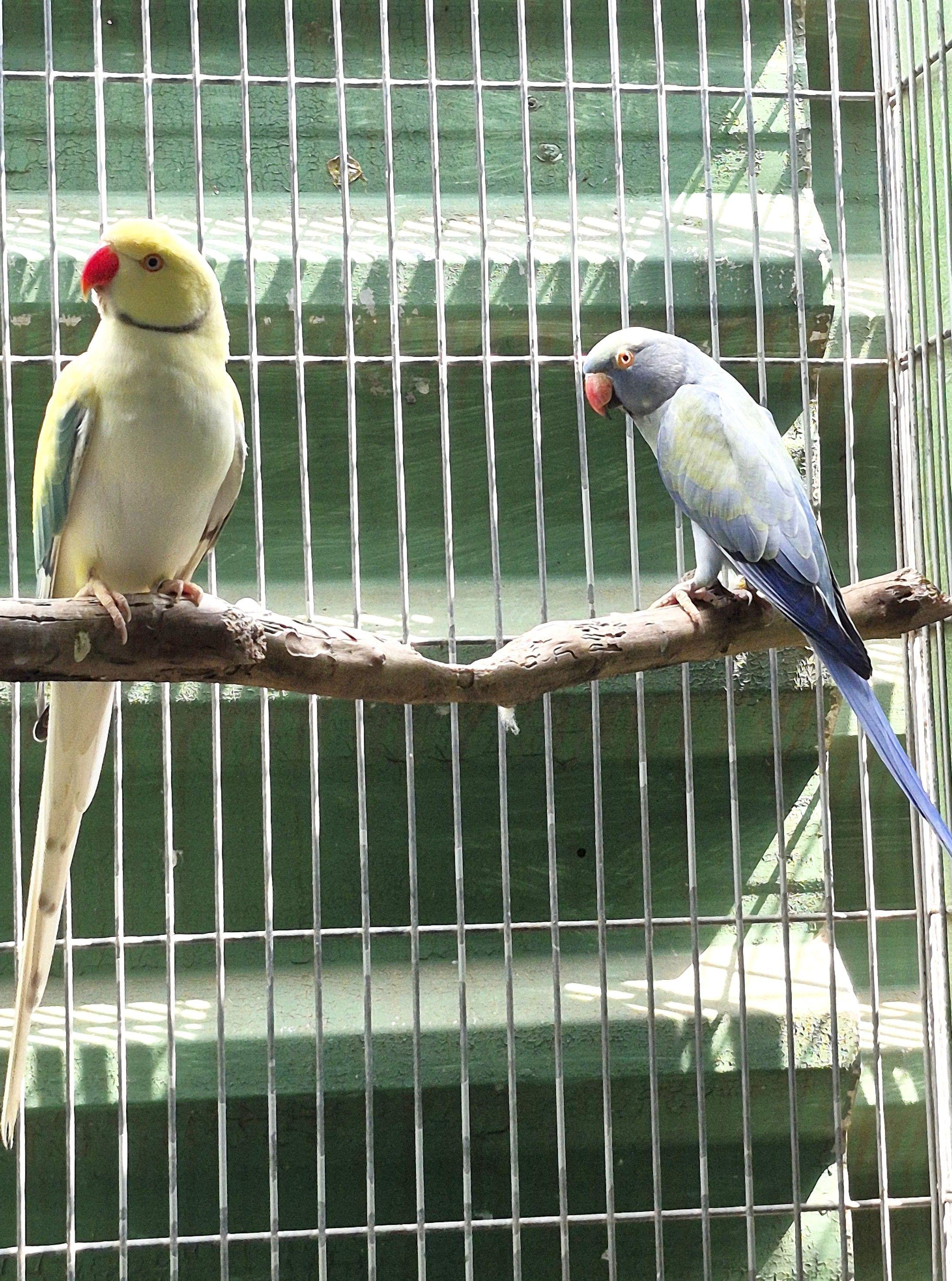 Imagem de Casal Ring Neck - 1