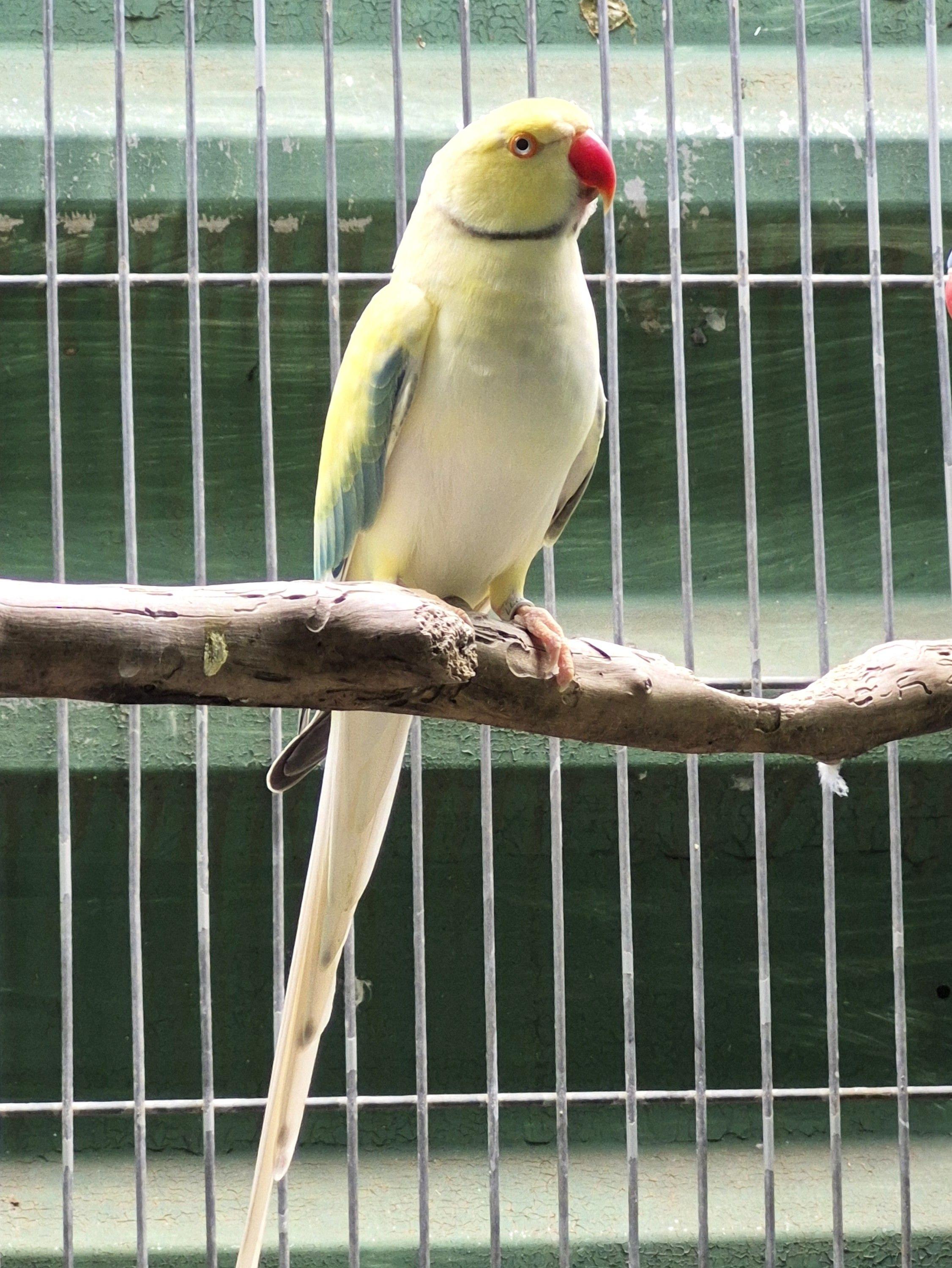 Imagem de Casal Ring Neck - 3