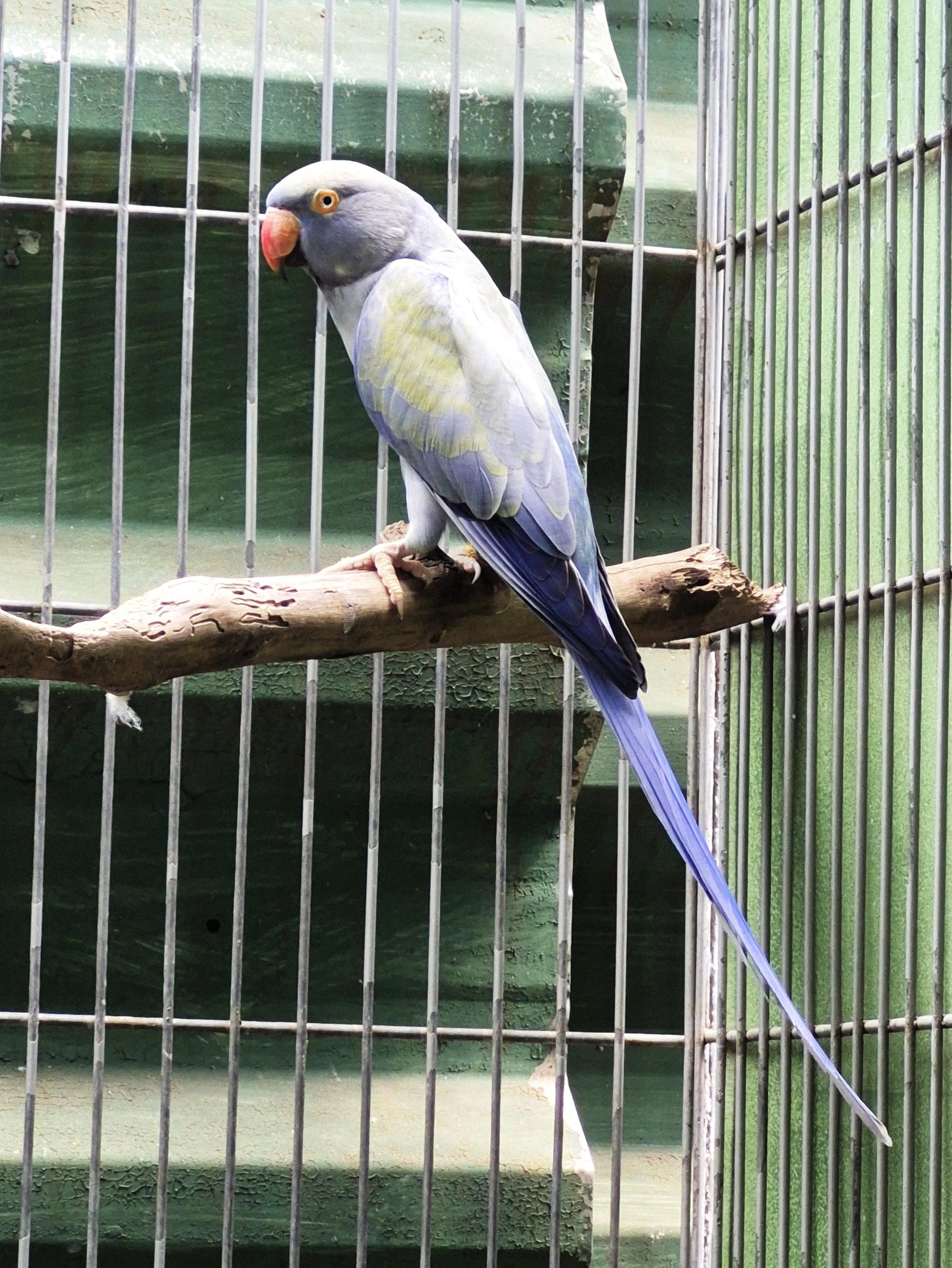 Thumbnail da imagem de Casal Ring Neck - 4