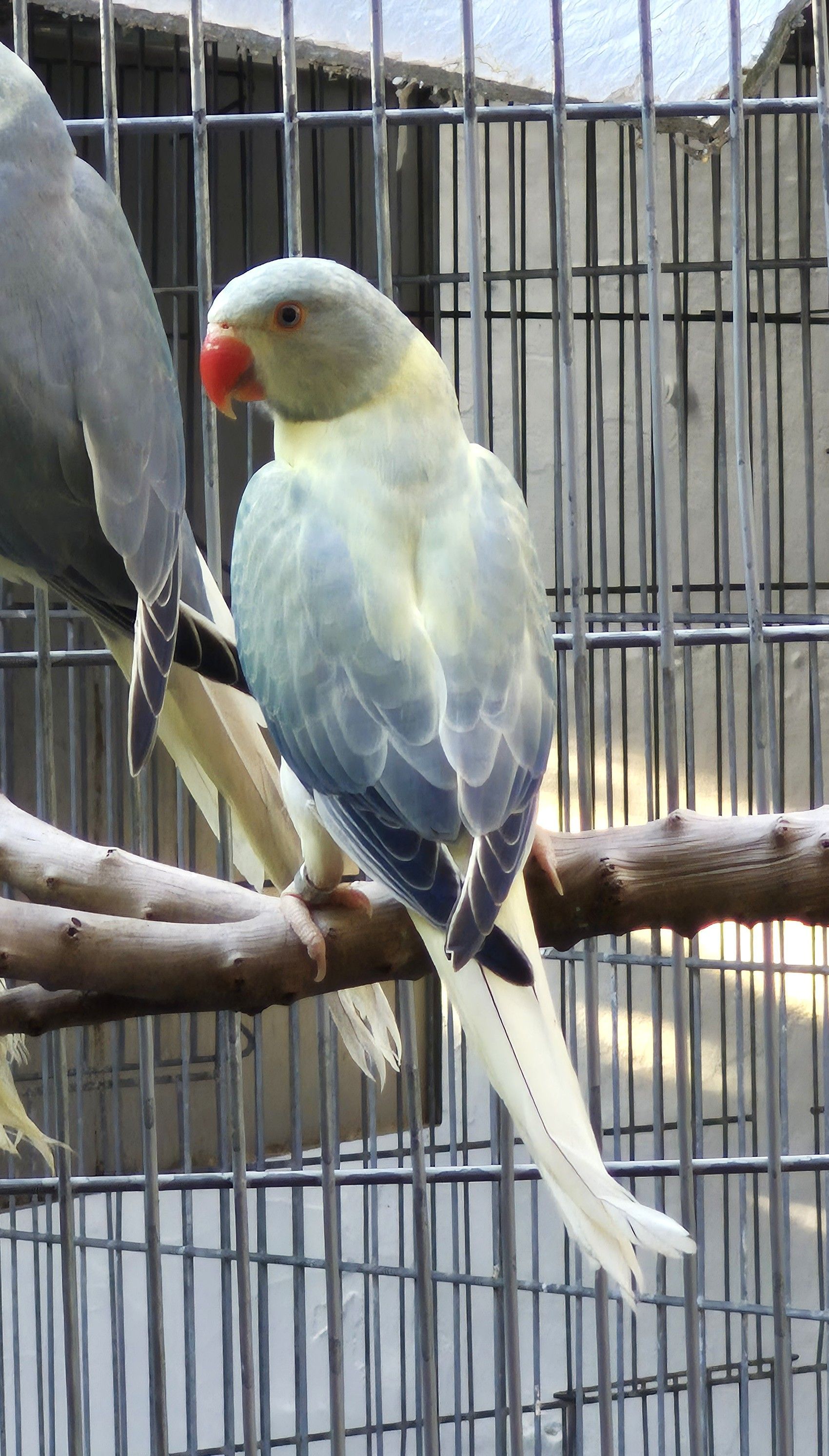 Opalino Clear 2025 Esmeralda