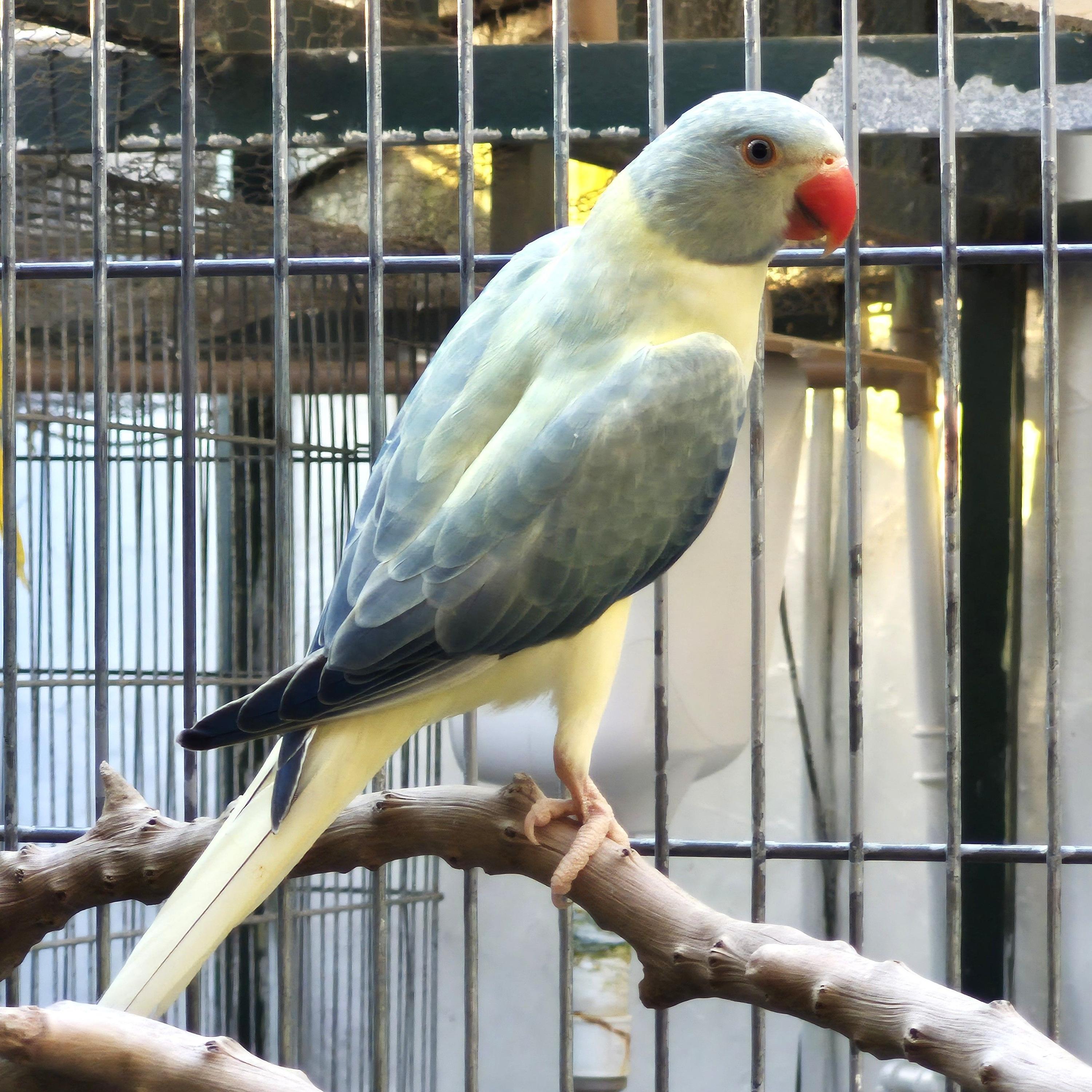 Imagem de Ring Neck - 0