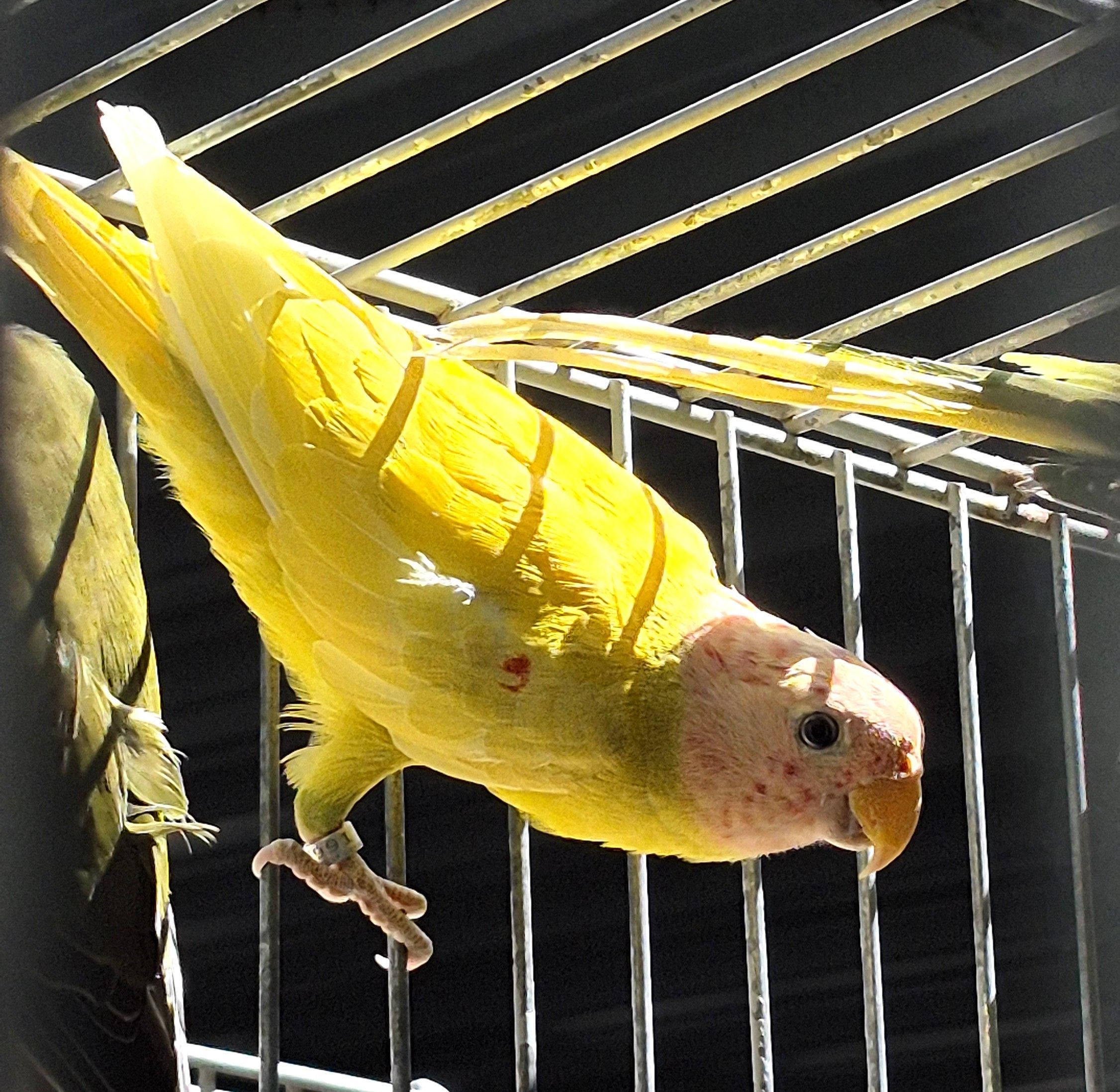 Ameixa Macho Diluido 2024