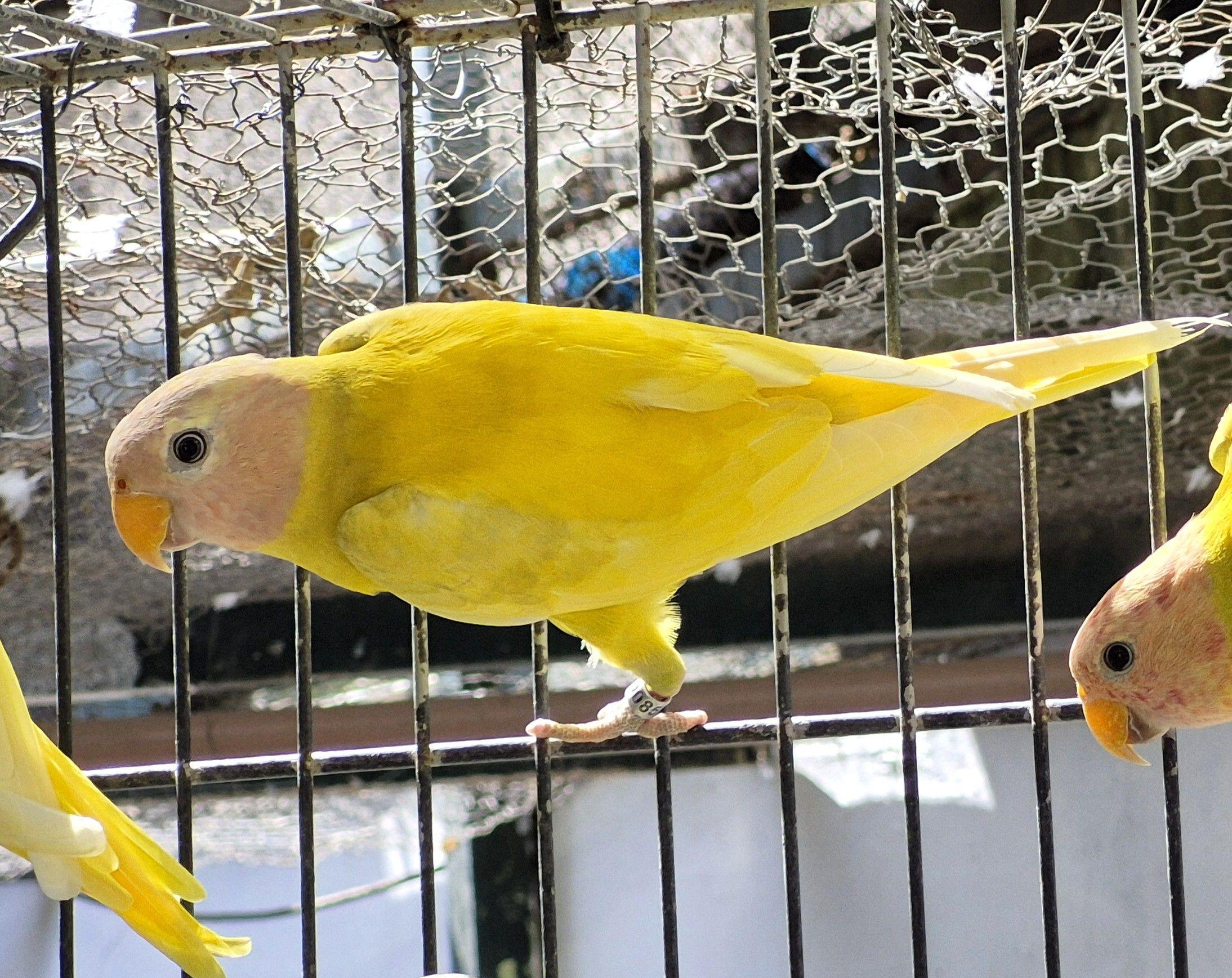 Thumbnail da imagem de Cabeça De Ameixa - 2