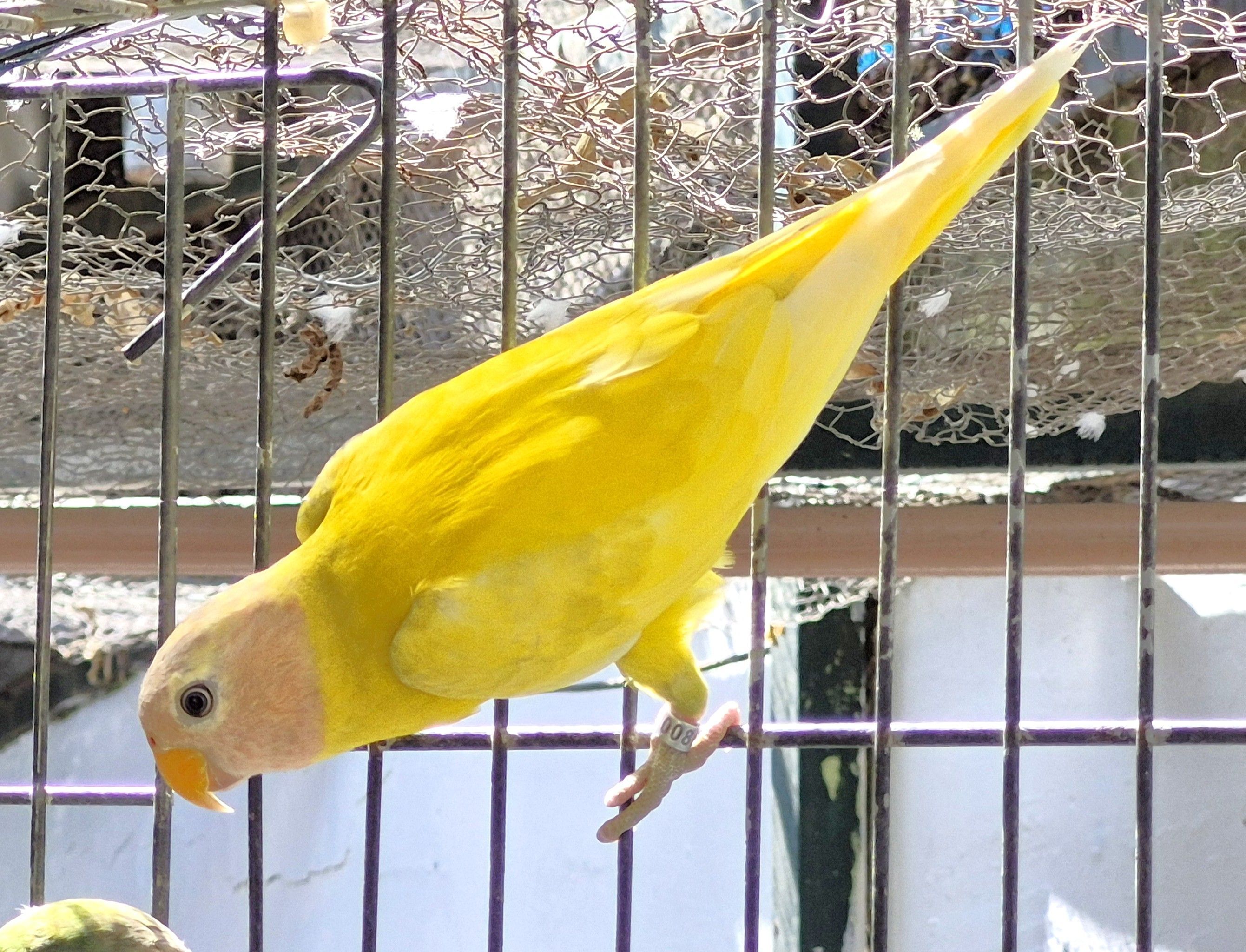 Ameixa Macho Diluido 2024