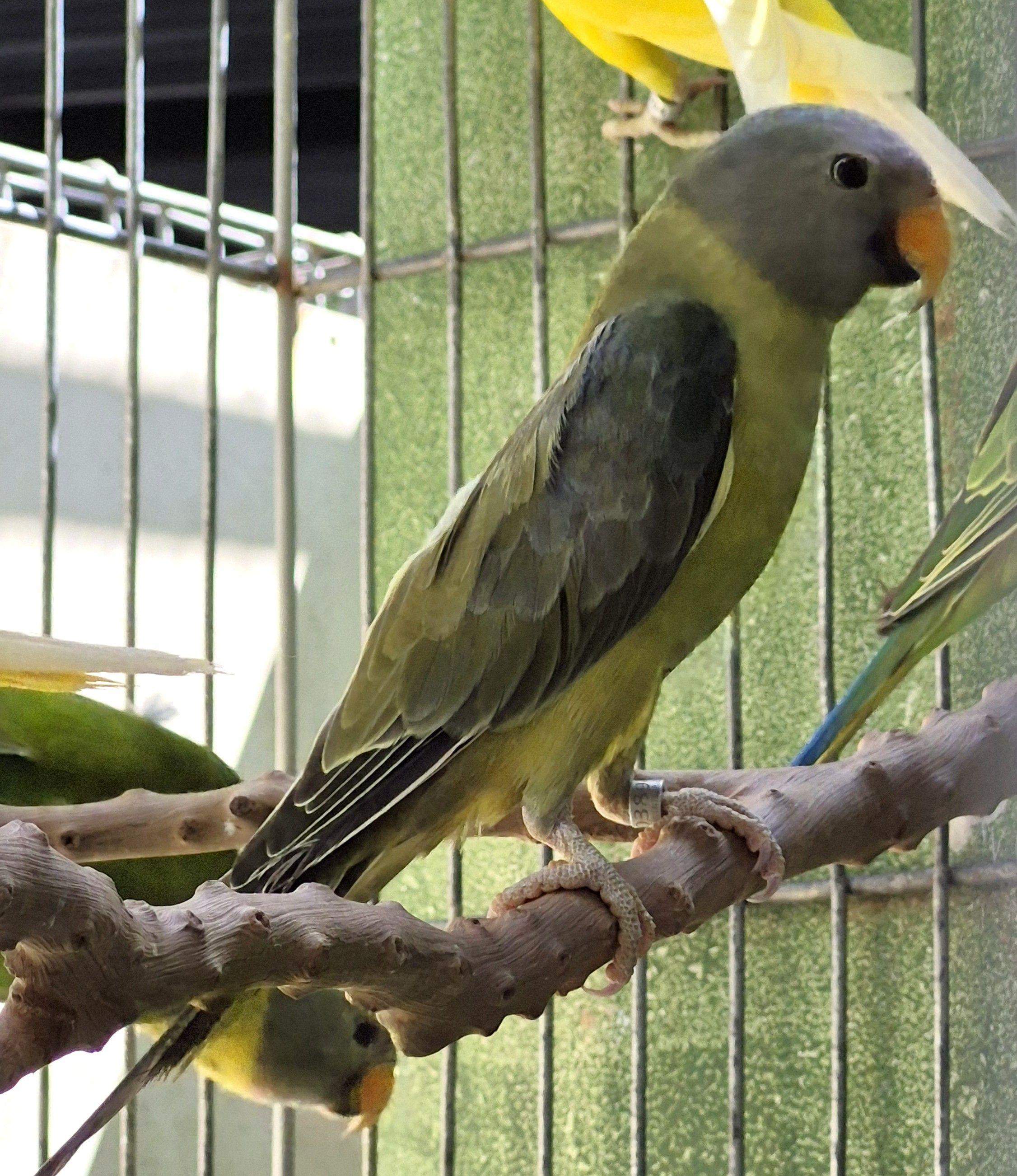 Ameixa Verde cinza pp de opalino