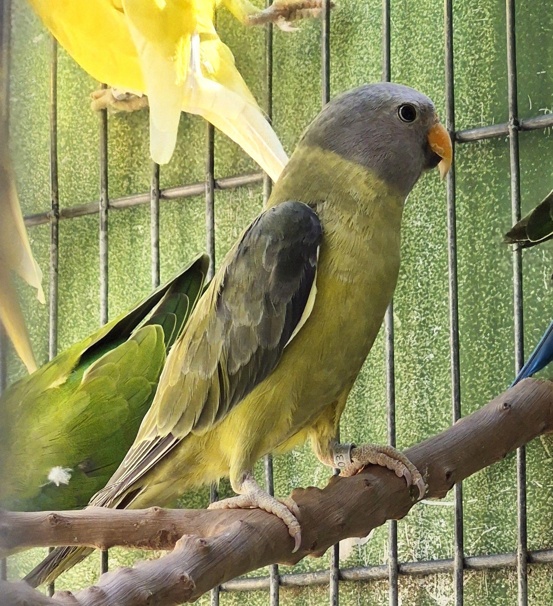 Ameixa Verde cinza pp de opalino