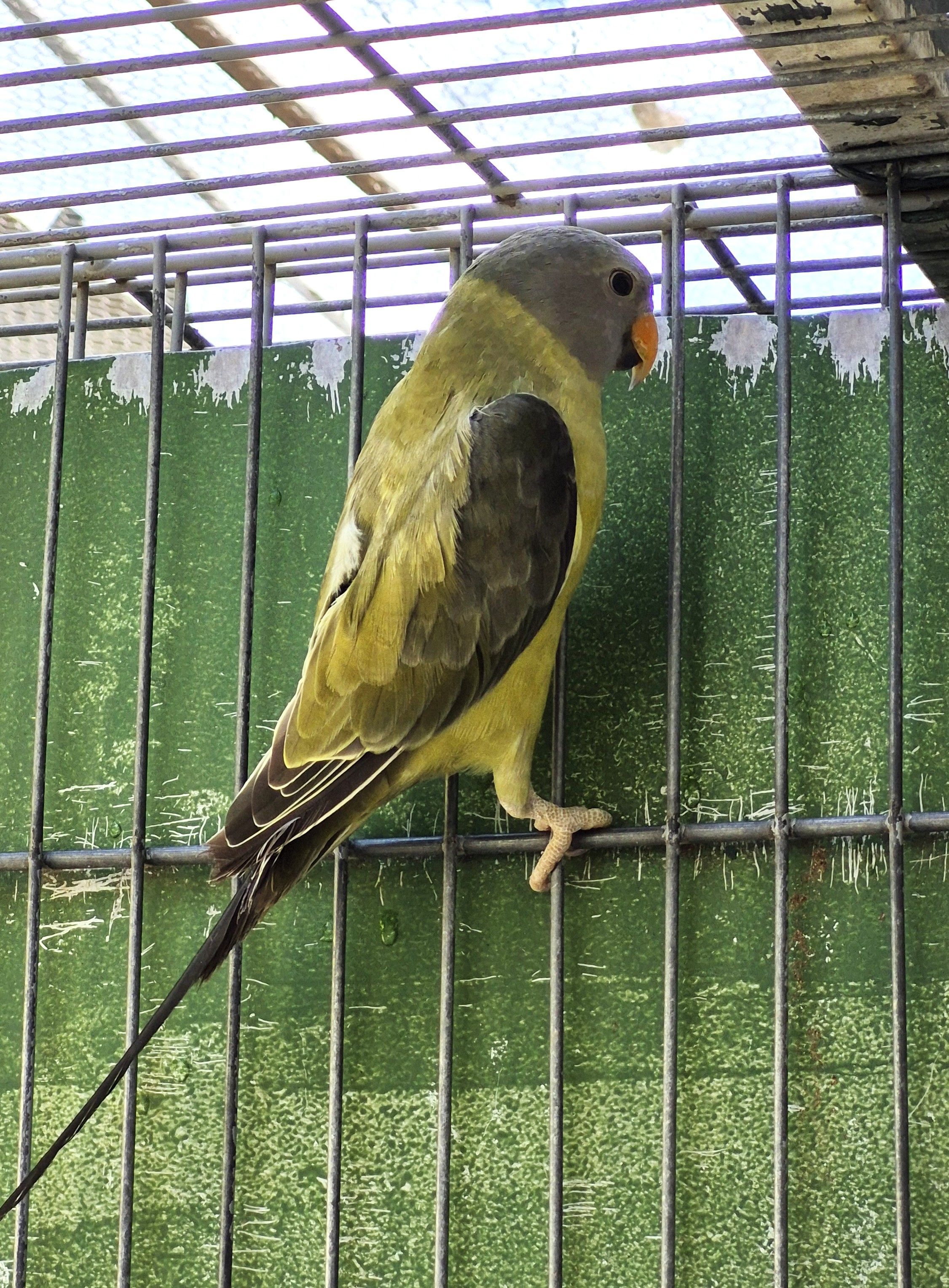 Imagem de Cabeça De Ameixa - 0