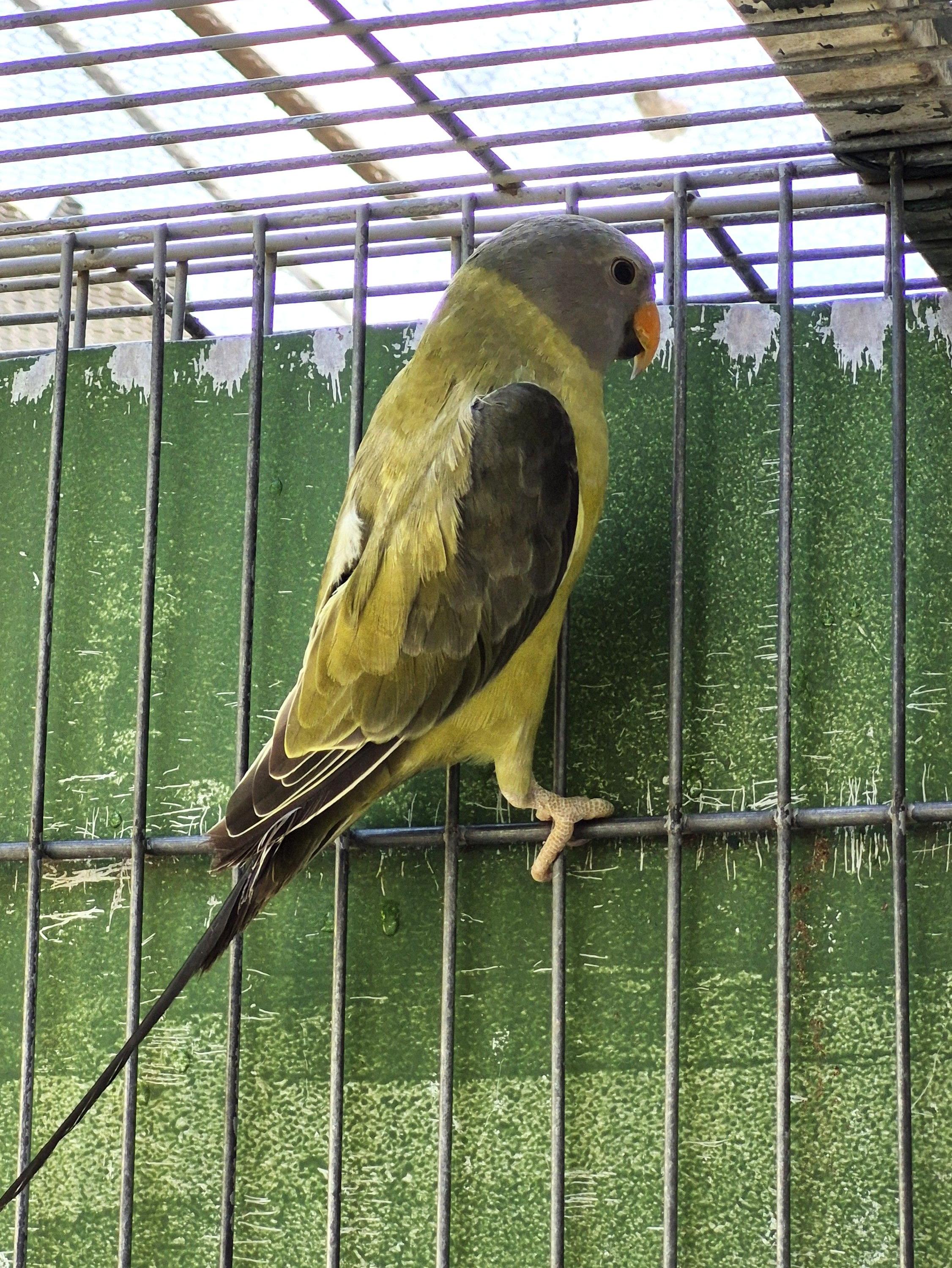 Ameixa Verde cinza pp de opalino