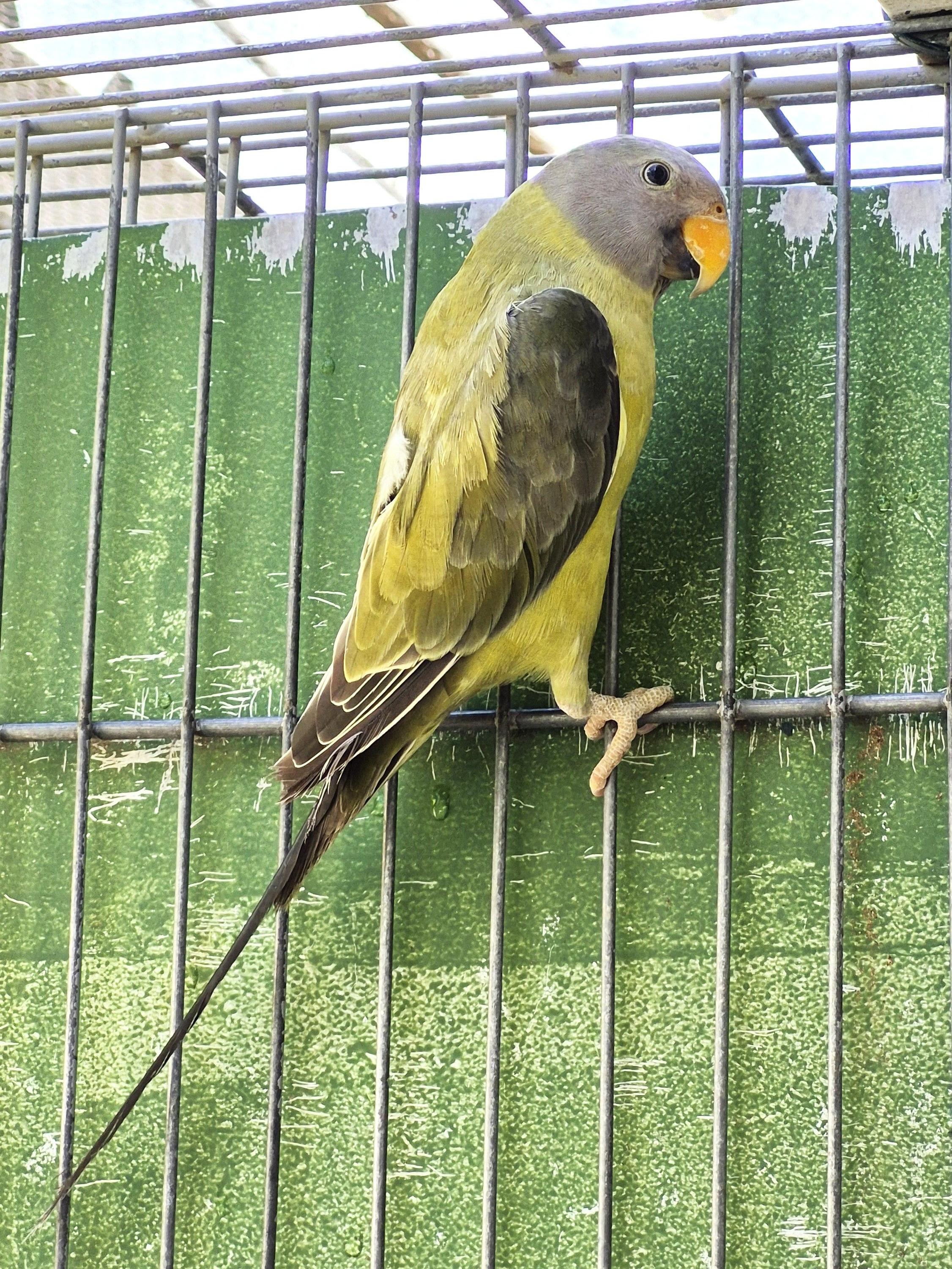 Ameixa Verde cinza pp de opalino