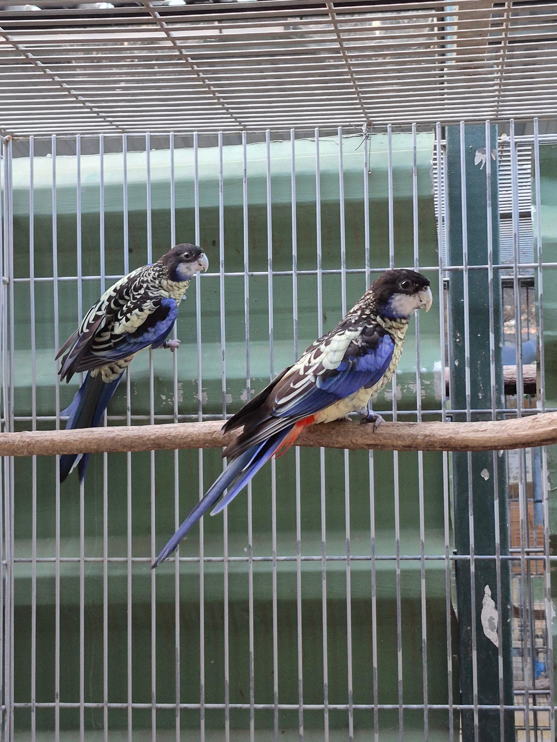 Imagem de Casal Venustus - 0