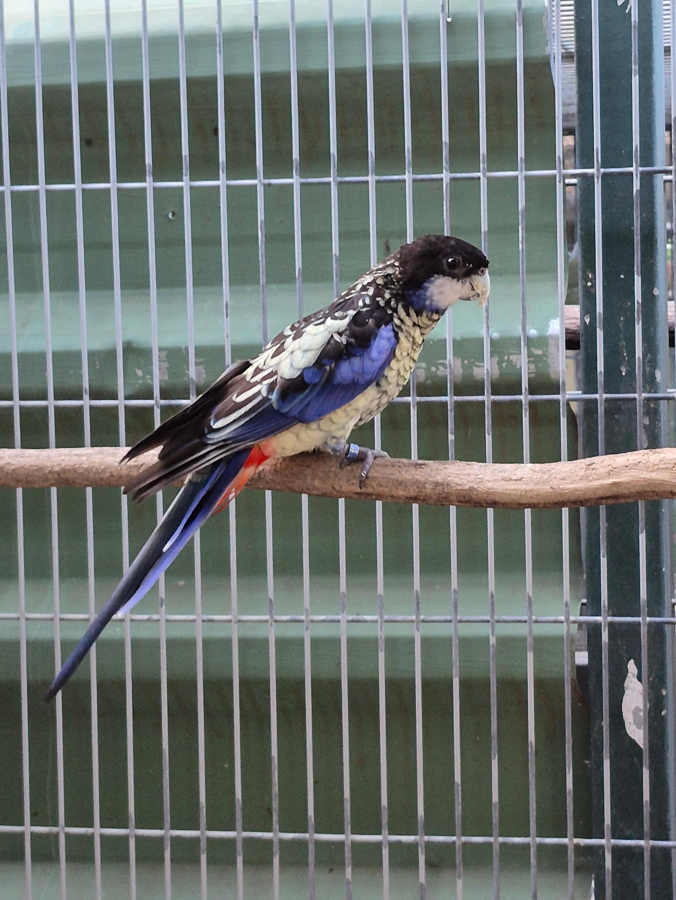 Imagem de Casal Venustus - 2