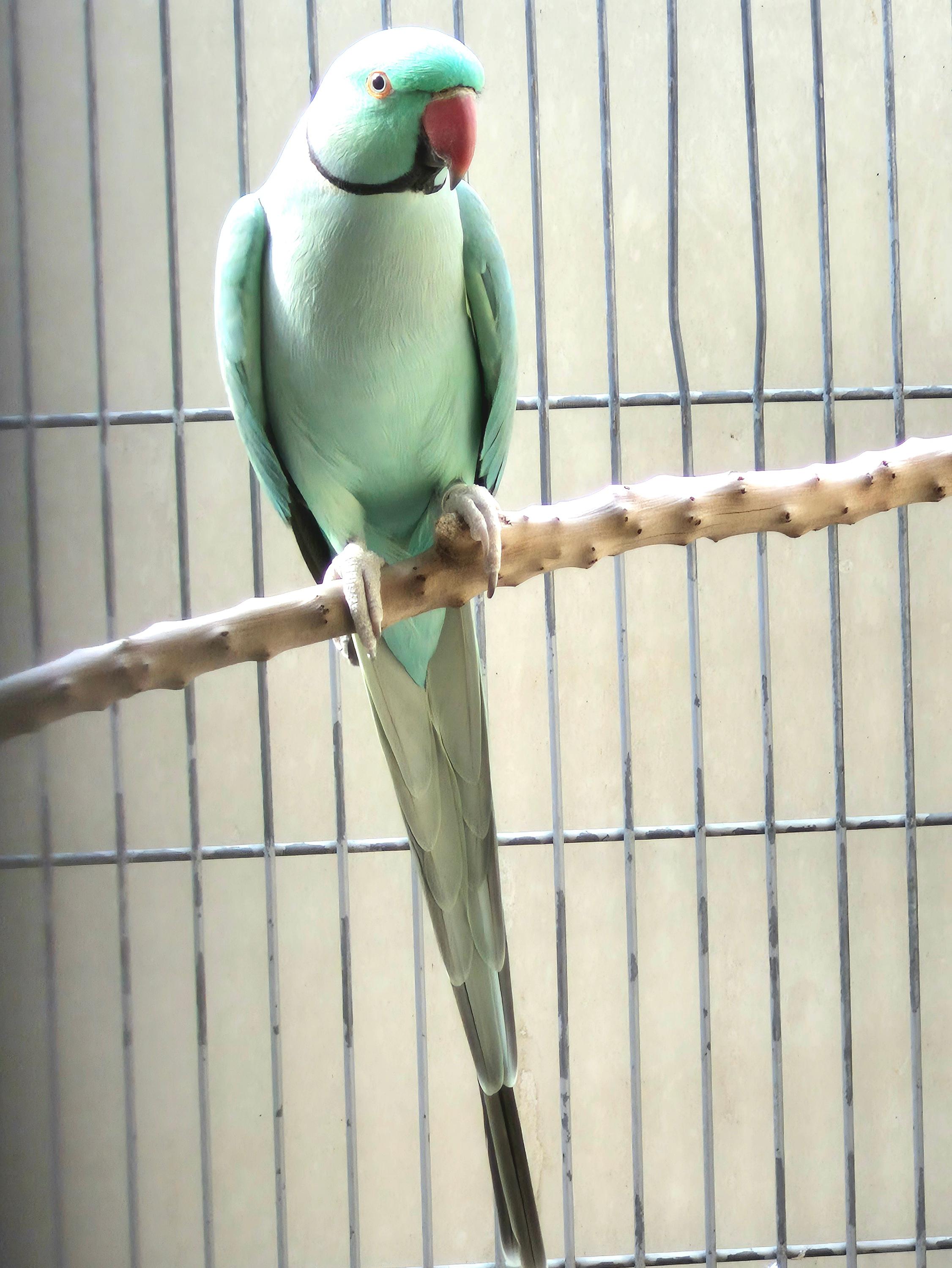 Imagem de Ring Esmeralda - 0