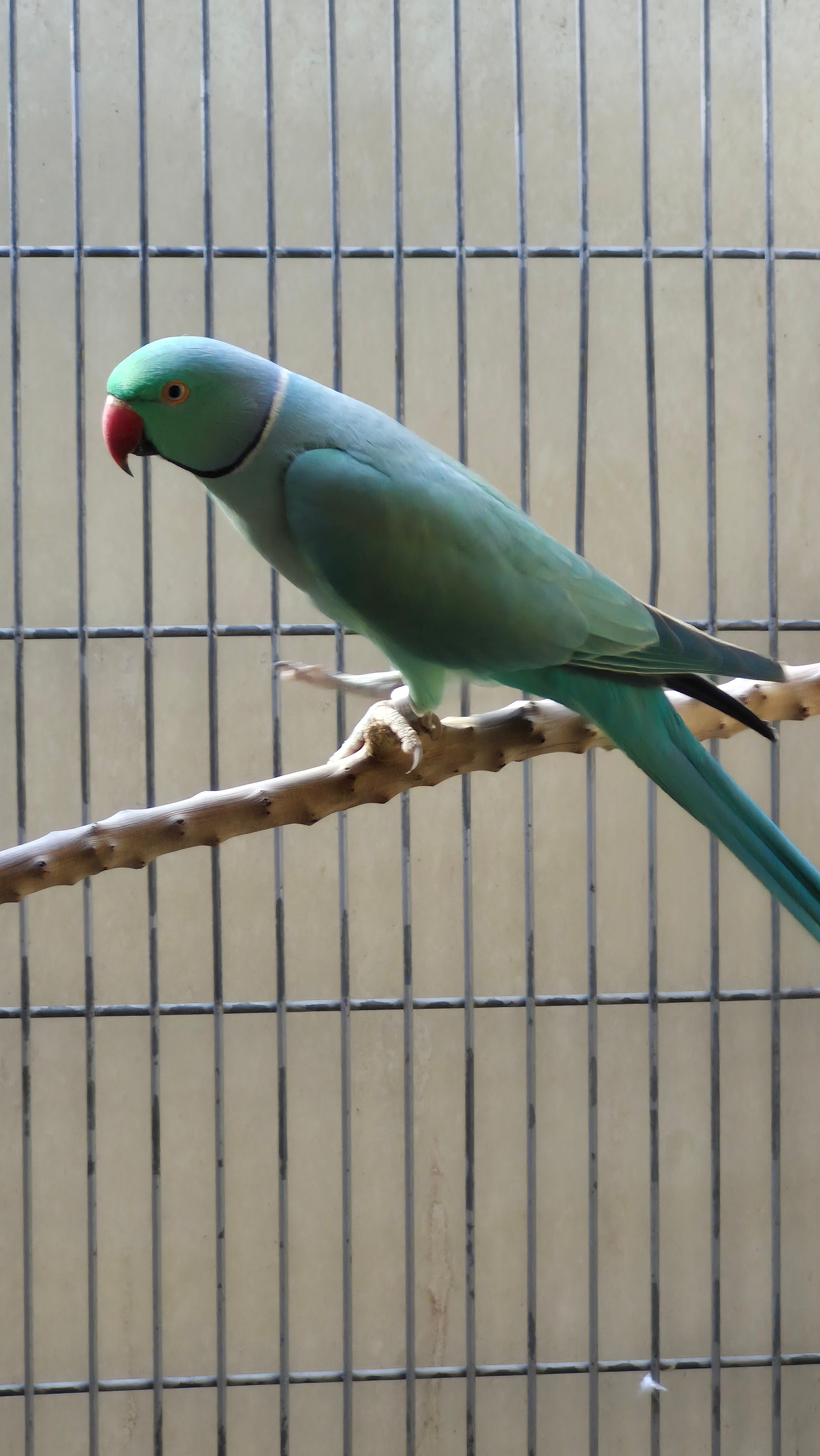 Imagem de Ring Esmeralda  - 1