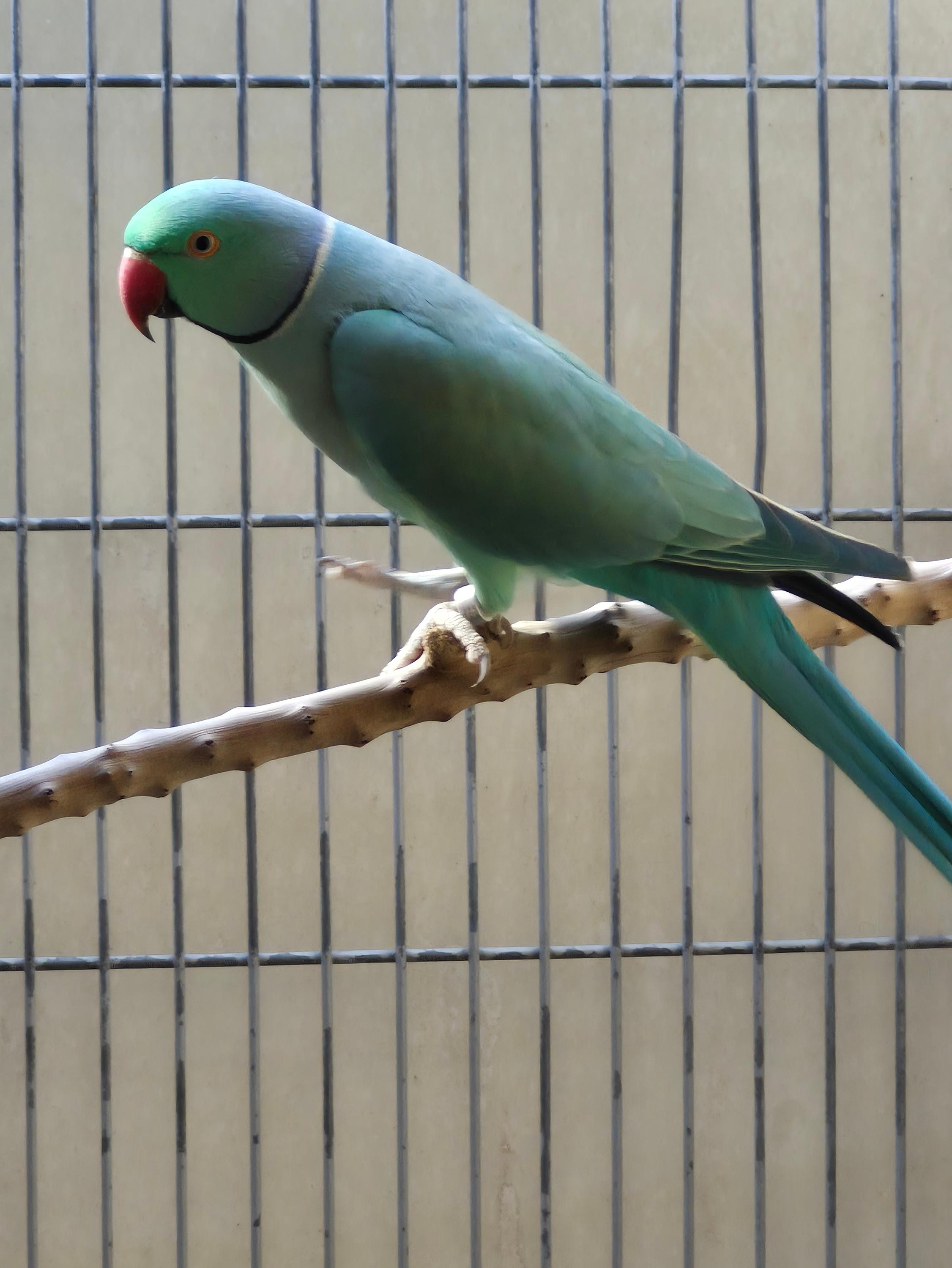 Imagem de Ring Esmeralda - 1