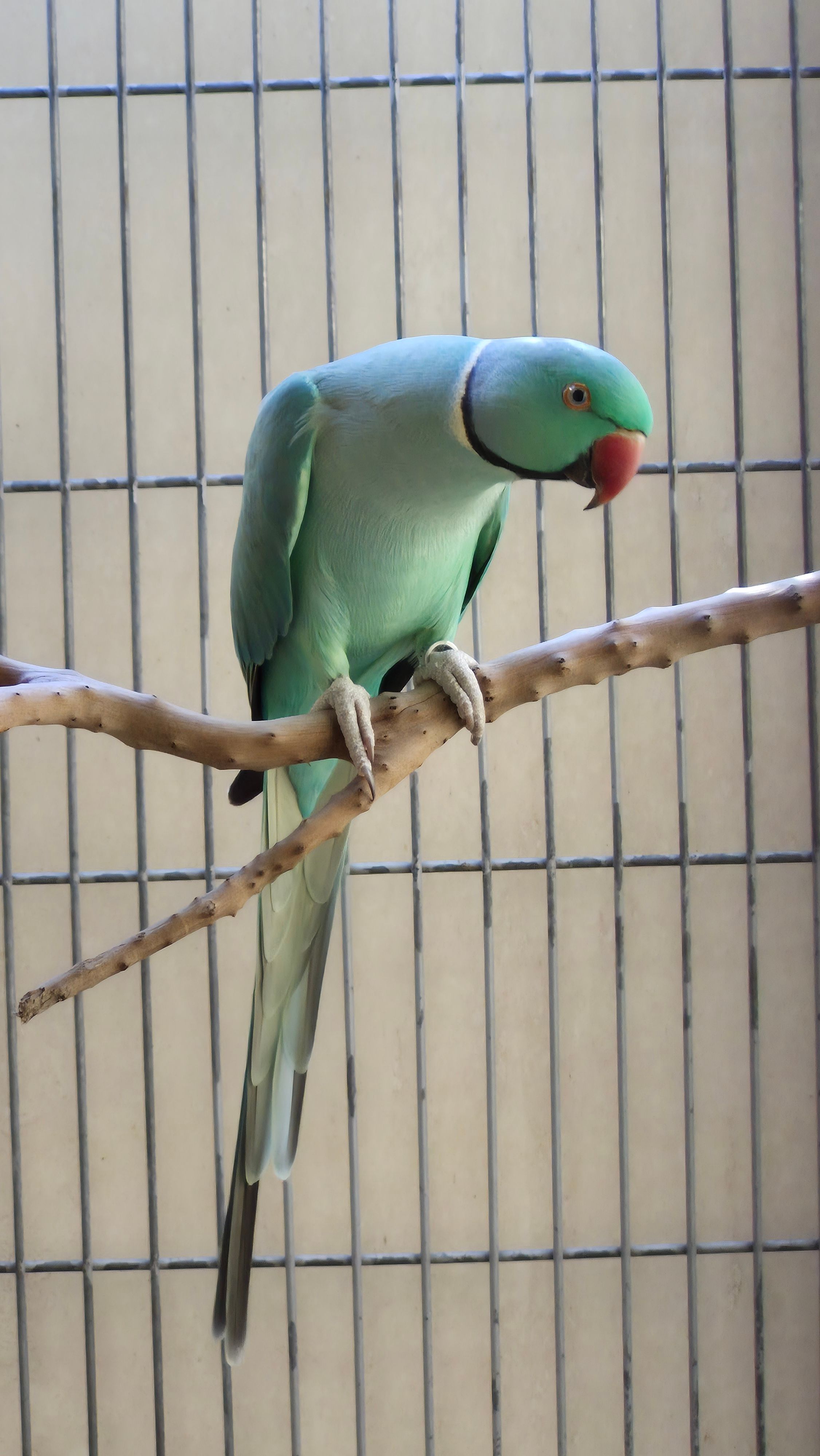 Imagem de Ring Esmeralda  - 2