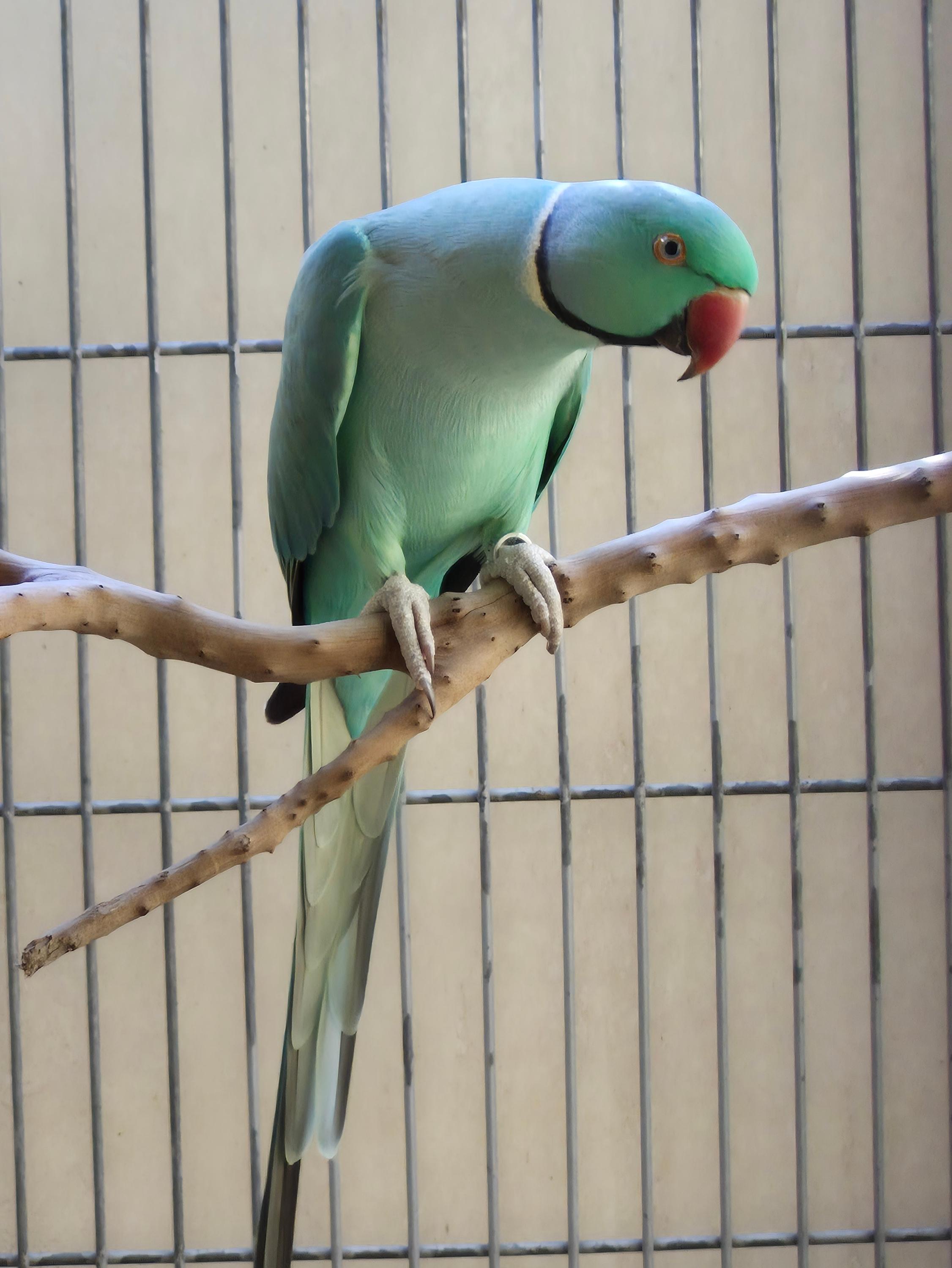 Thumbnail da imagem de Ring Esmeralda - 2