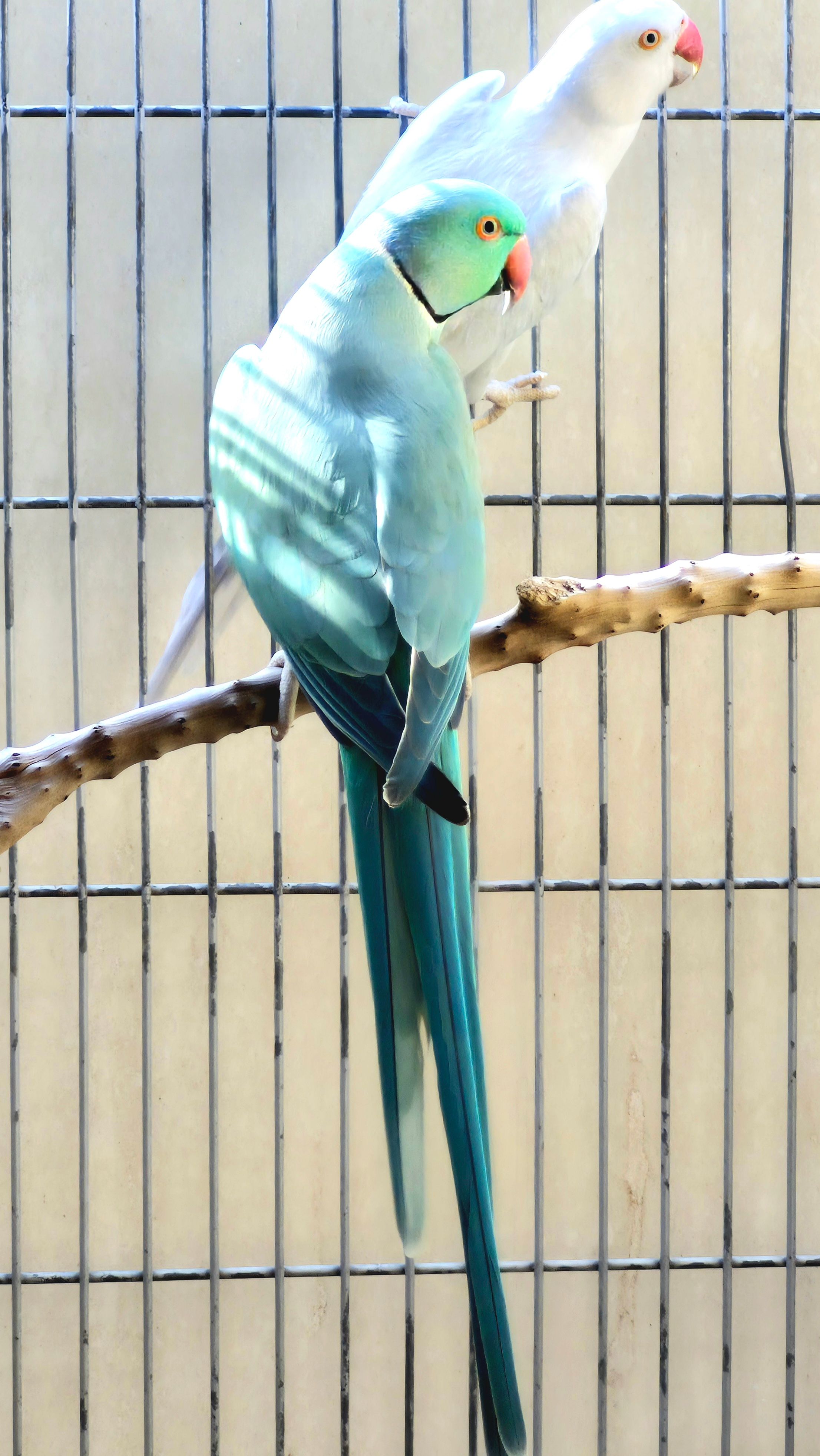 Imagem de Ring Esmeralda  - 3