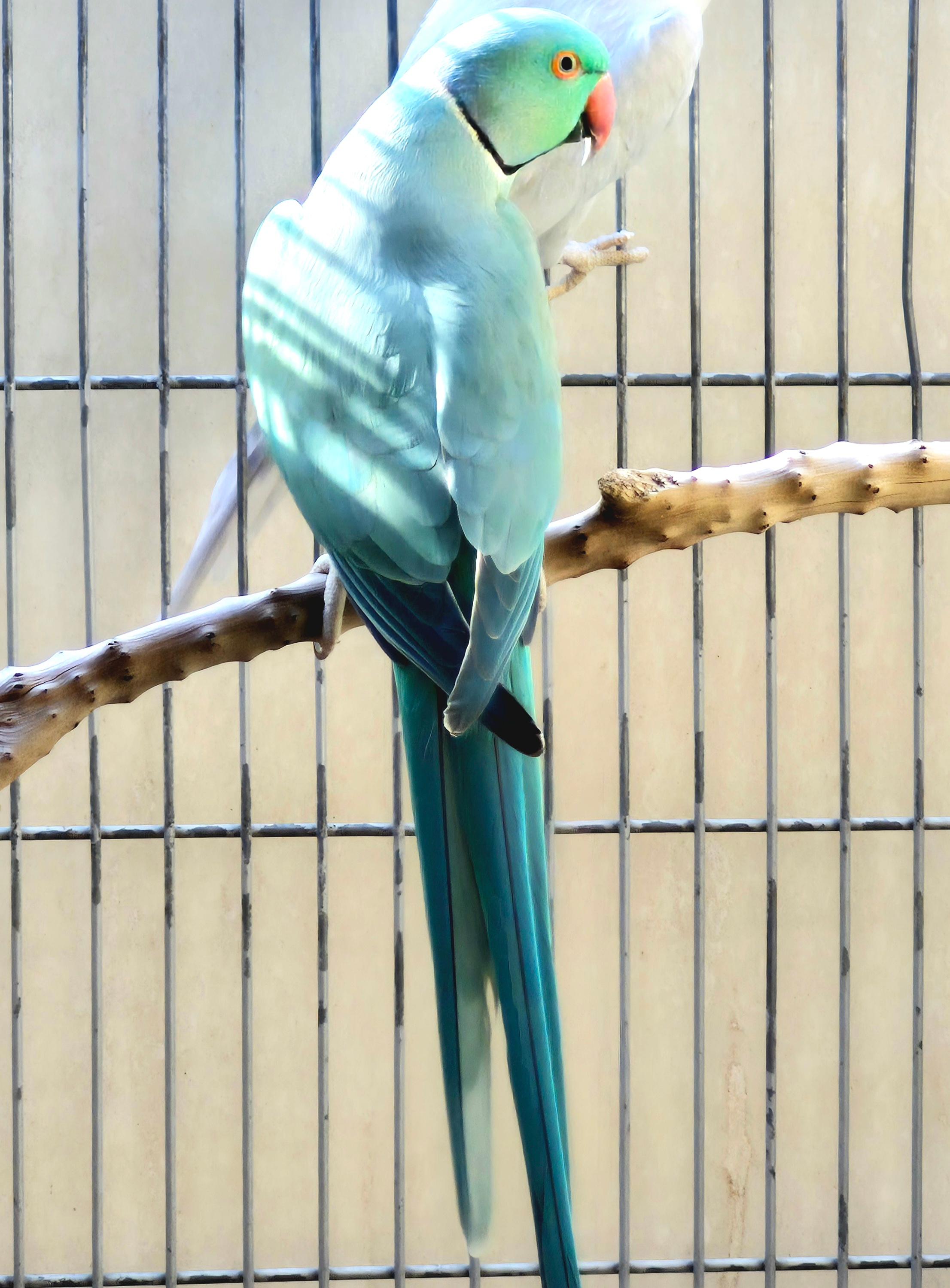 Imagem de Ring Esmeralda - 3