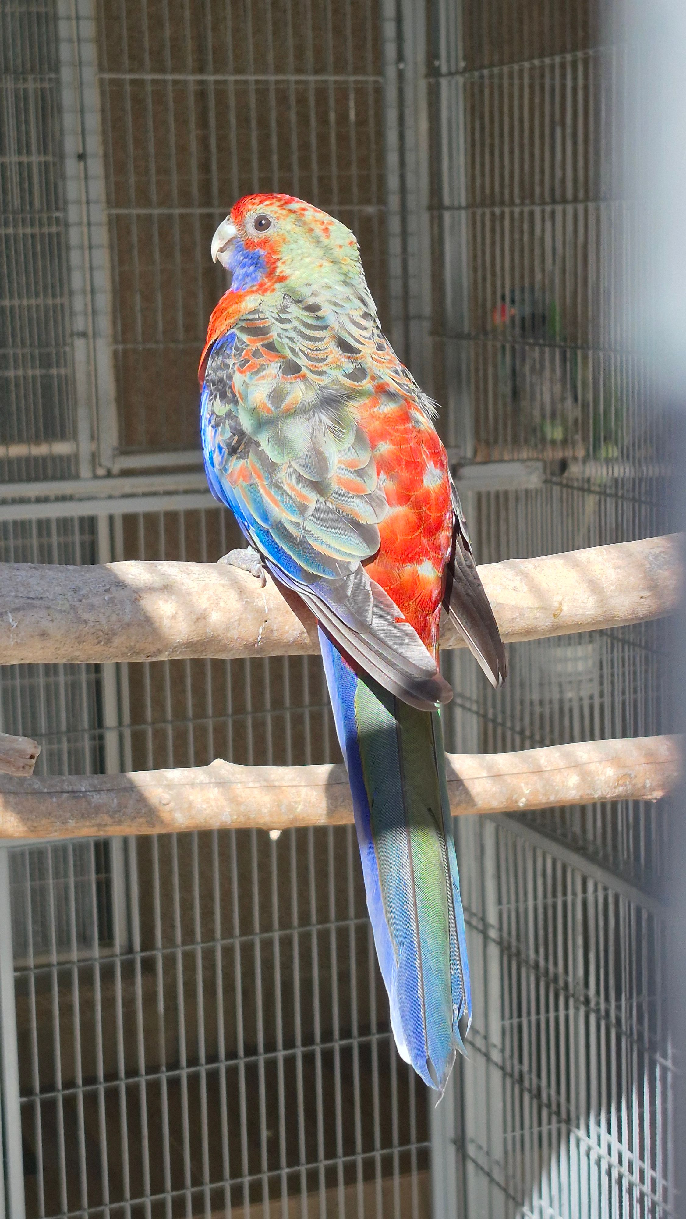 Imagem de Pennant DP - 0