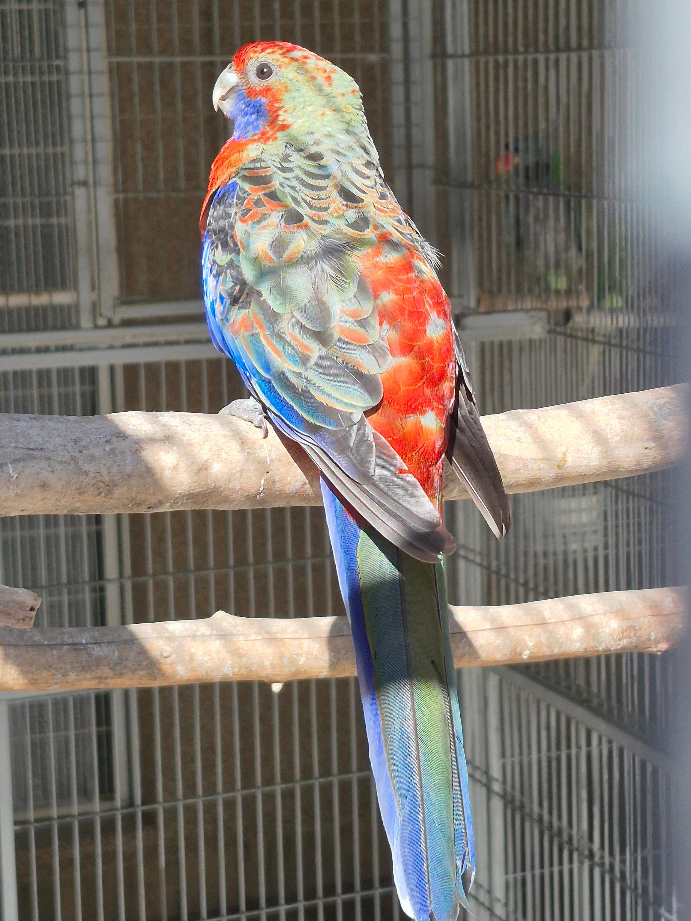 Thumbnail da imagem de Pennant DP - 0