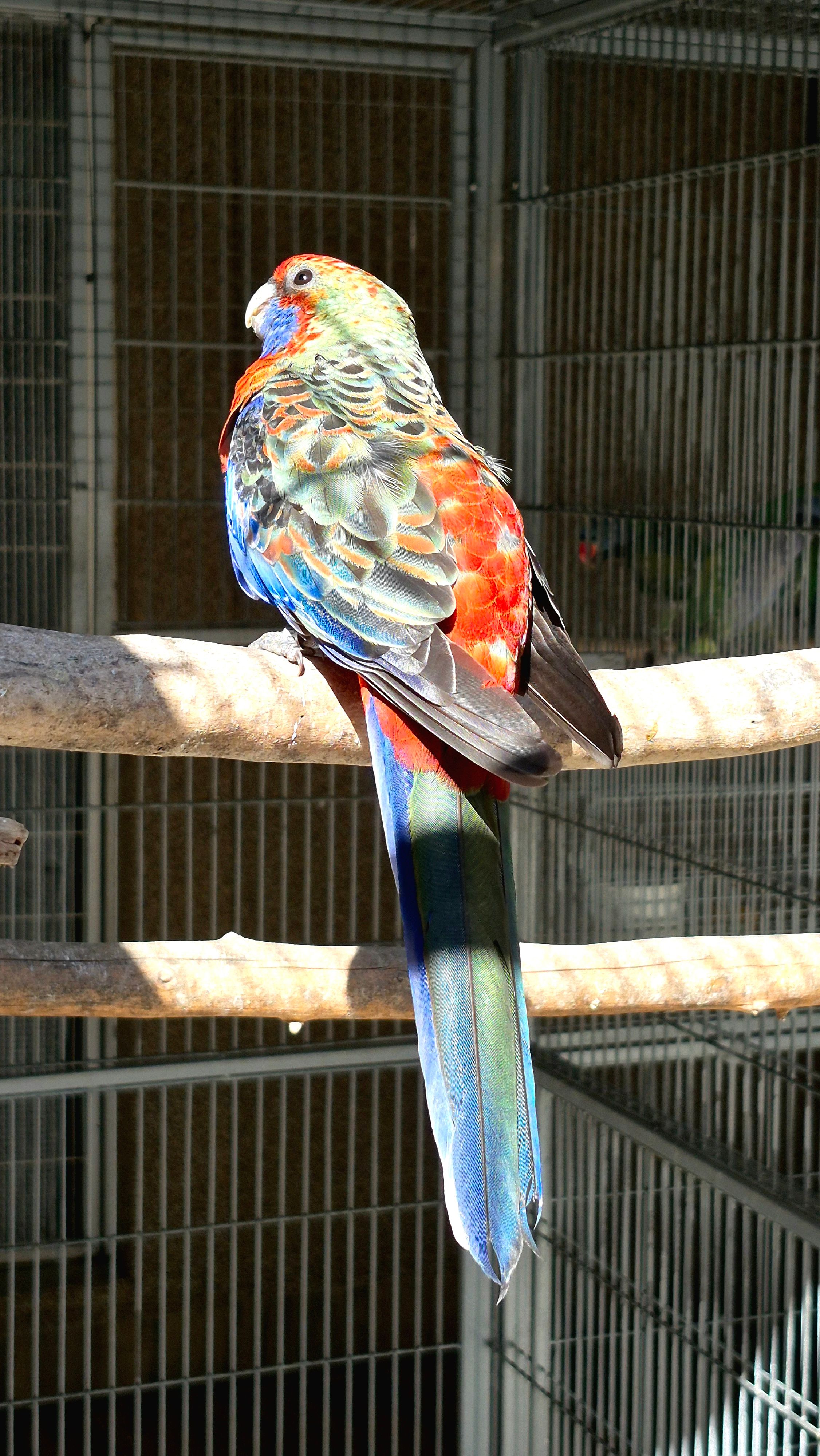 Imagem de Pennant DP - 1