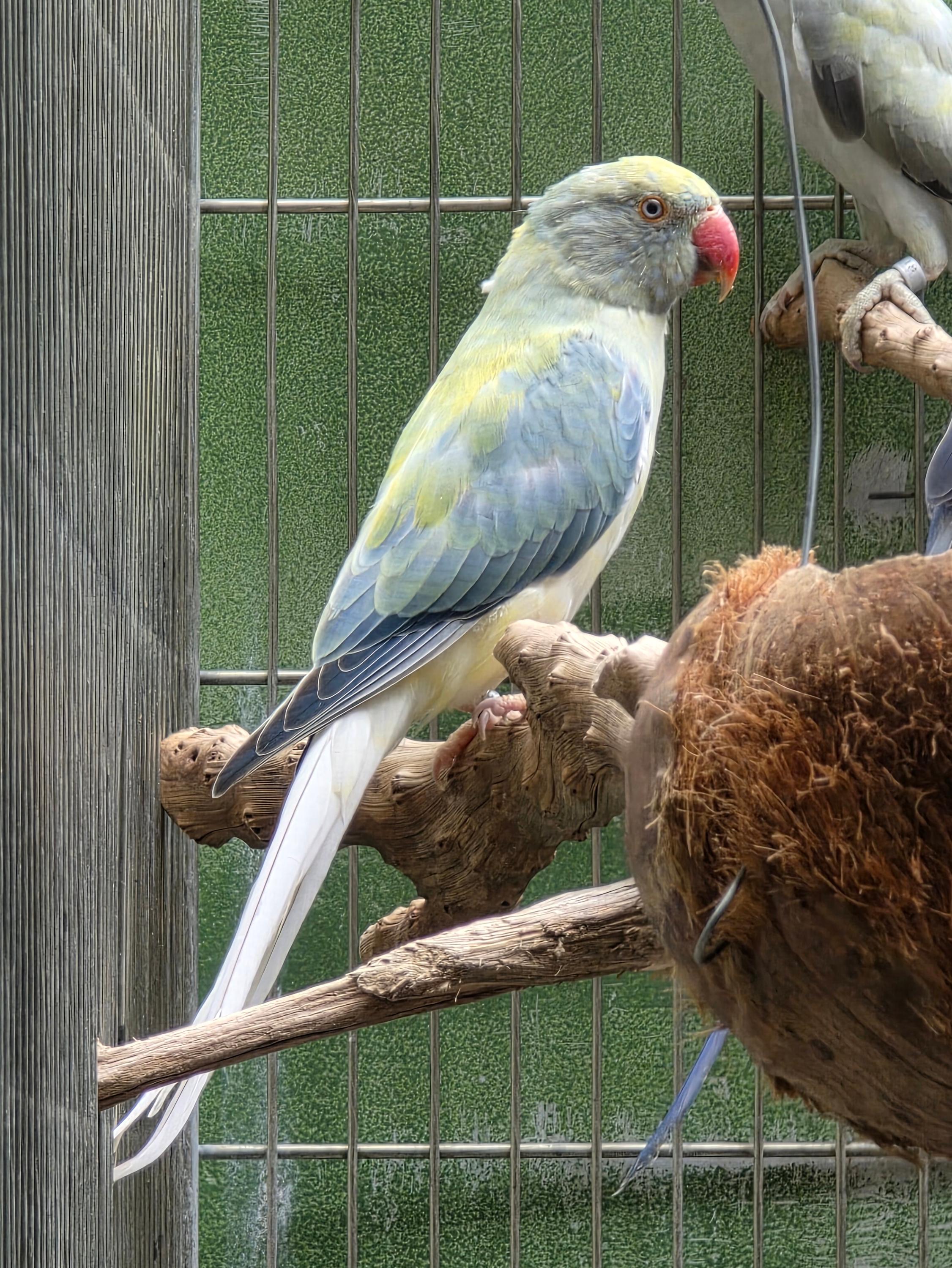 Thumbnail da imagem de Opalino Clear - 1