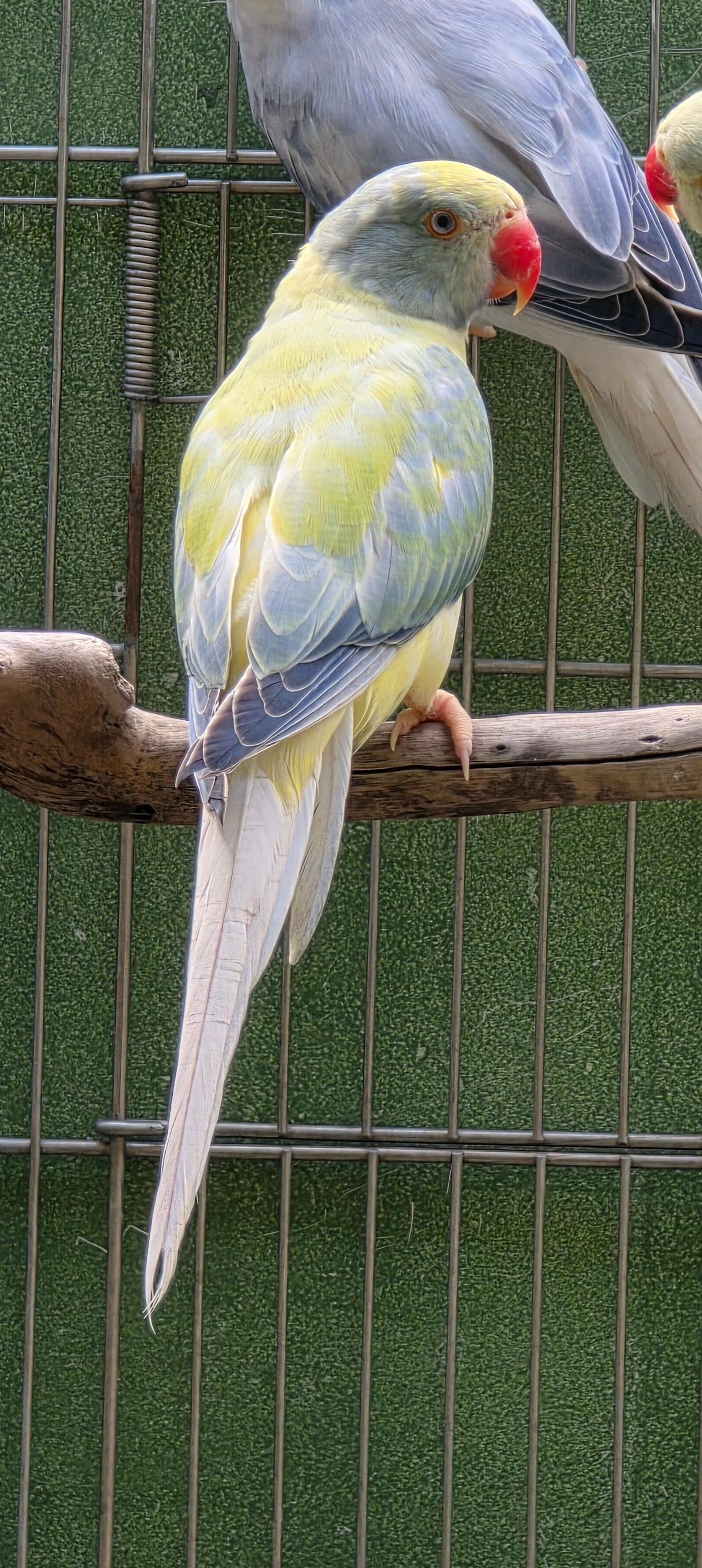 Imagem de Opalino Clear - 2