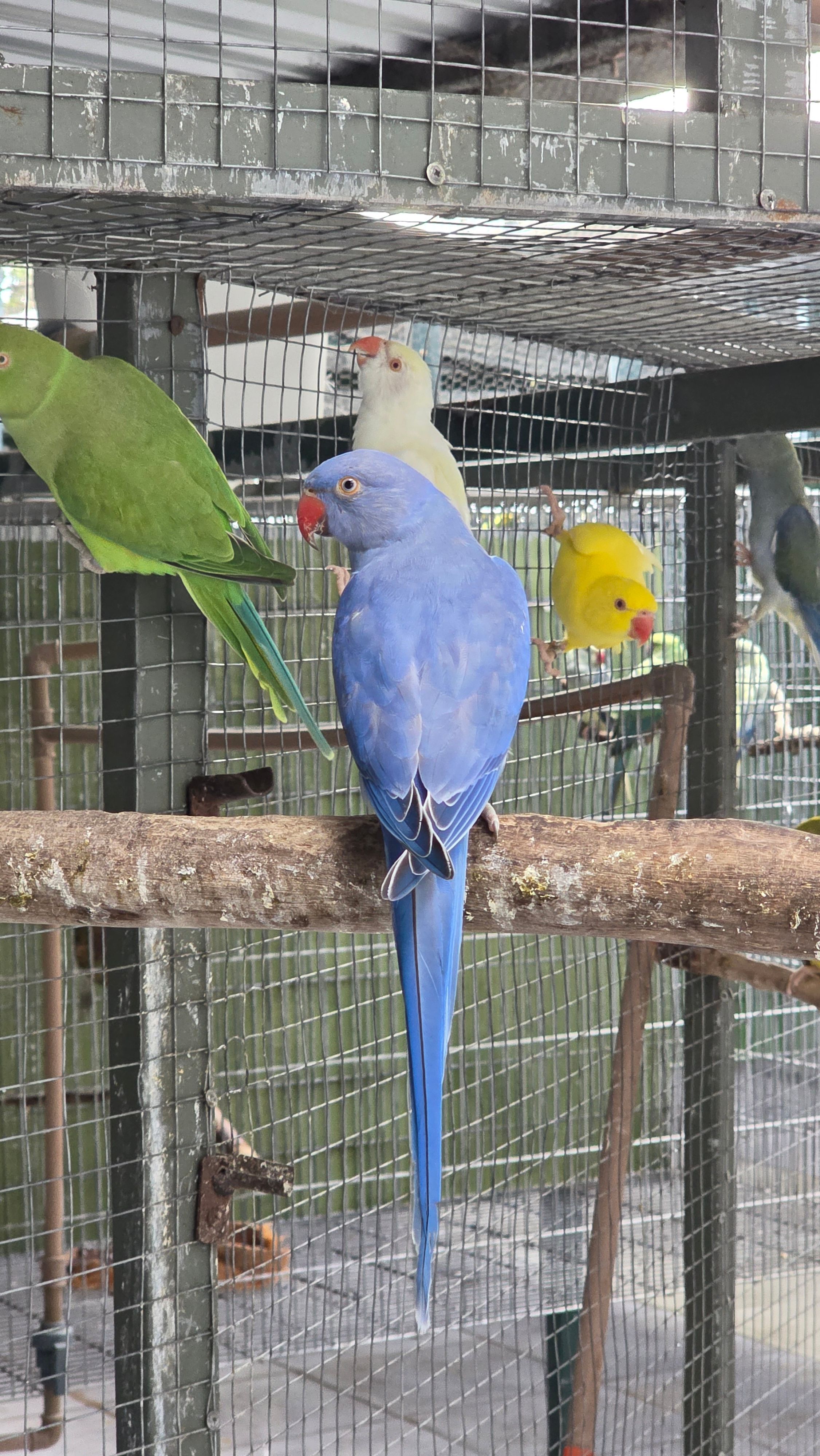 Violeta portando Clear