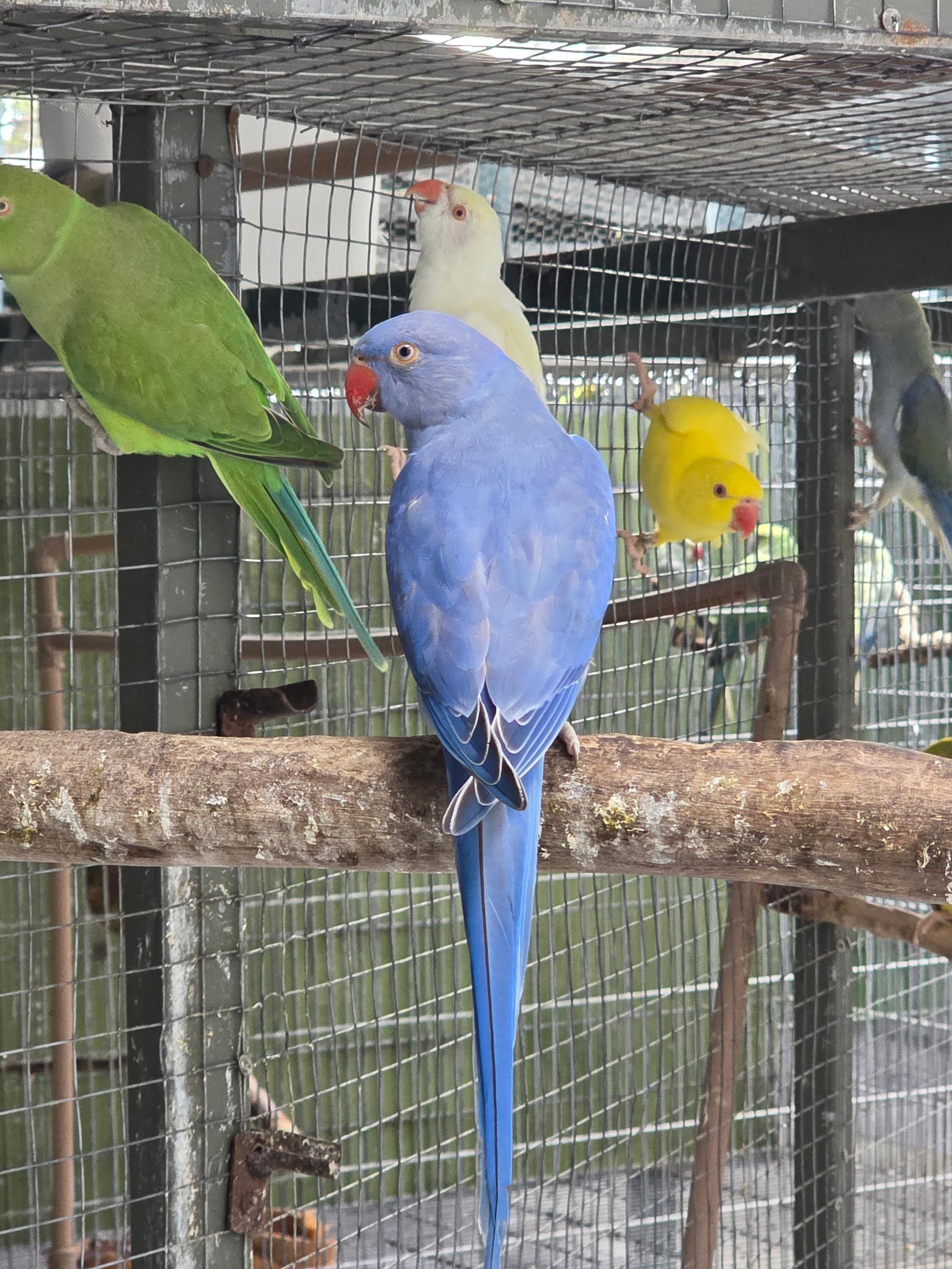 Violeta portando Clear