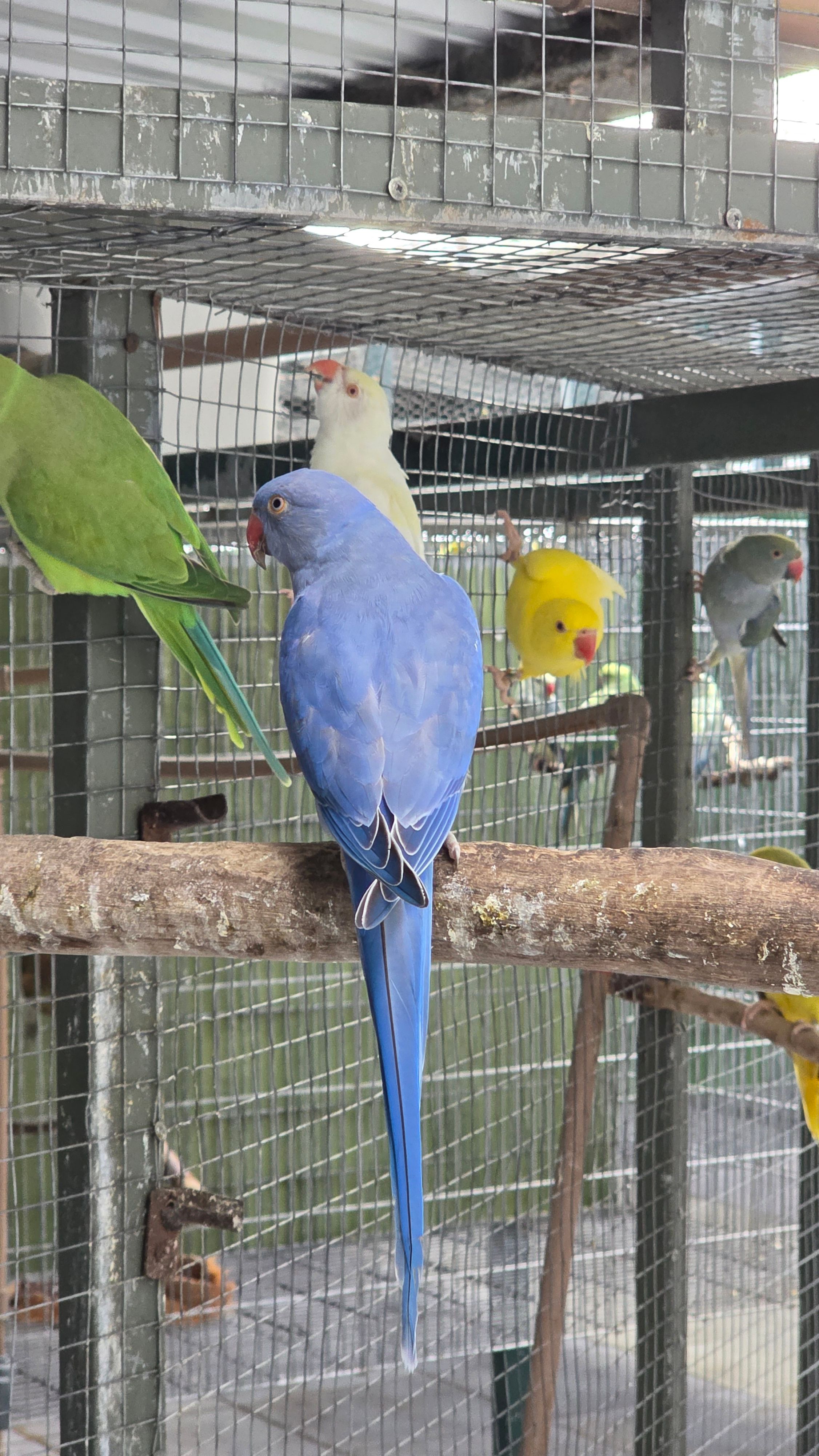 Violeta portando Clear