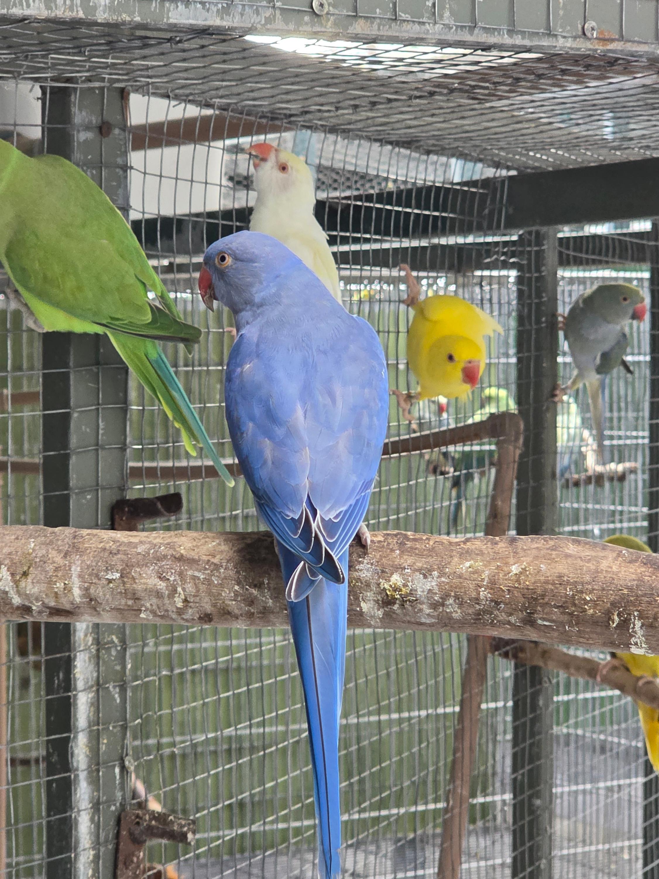 Imagem de Violeta portando Clear - 1