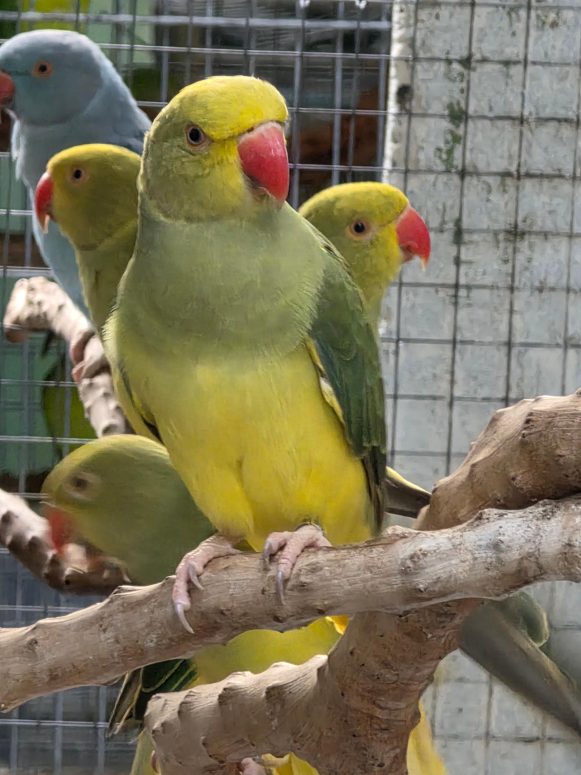 Imagem de Clear Verde Violeta - 0