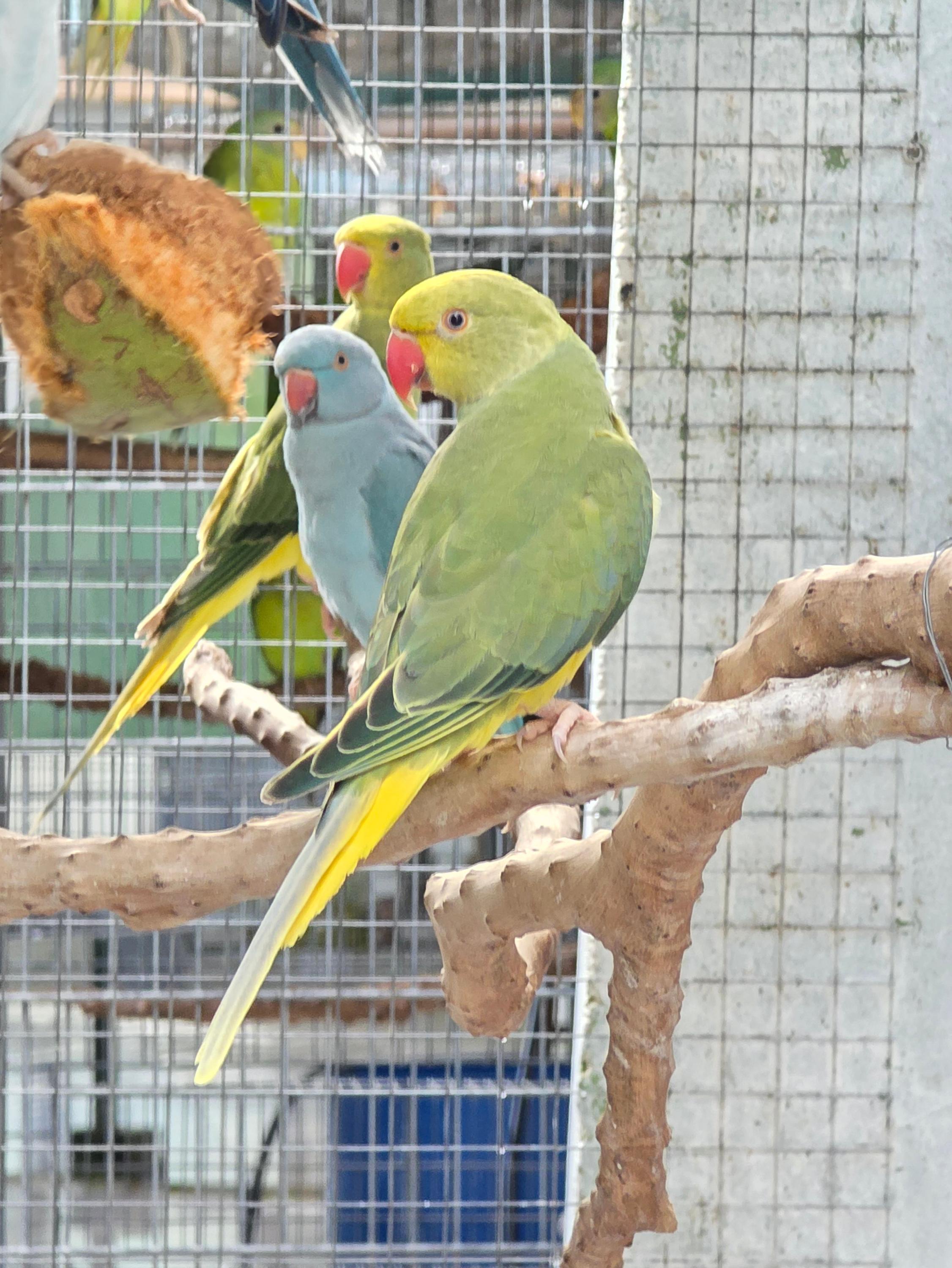 Thumbnail da imagem de Clear Verde Violeta - 1