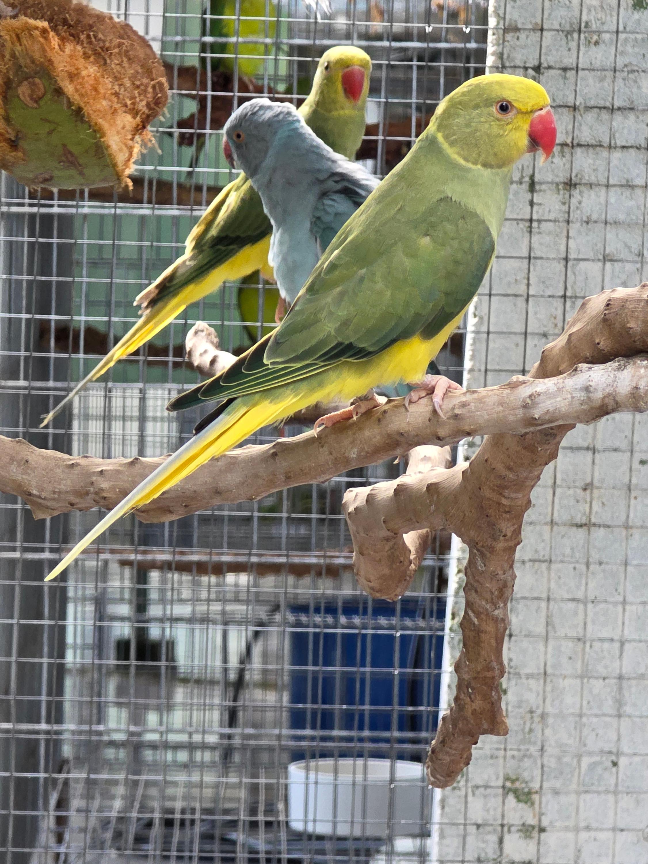 Thumbnail da imagem de Clear Verde Violeta - 2