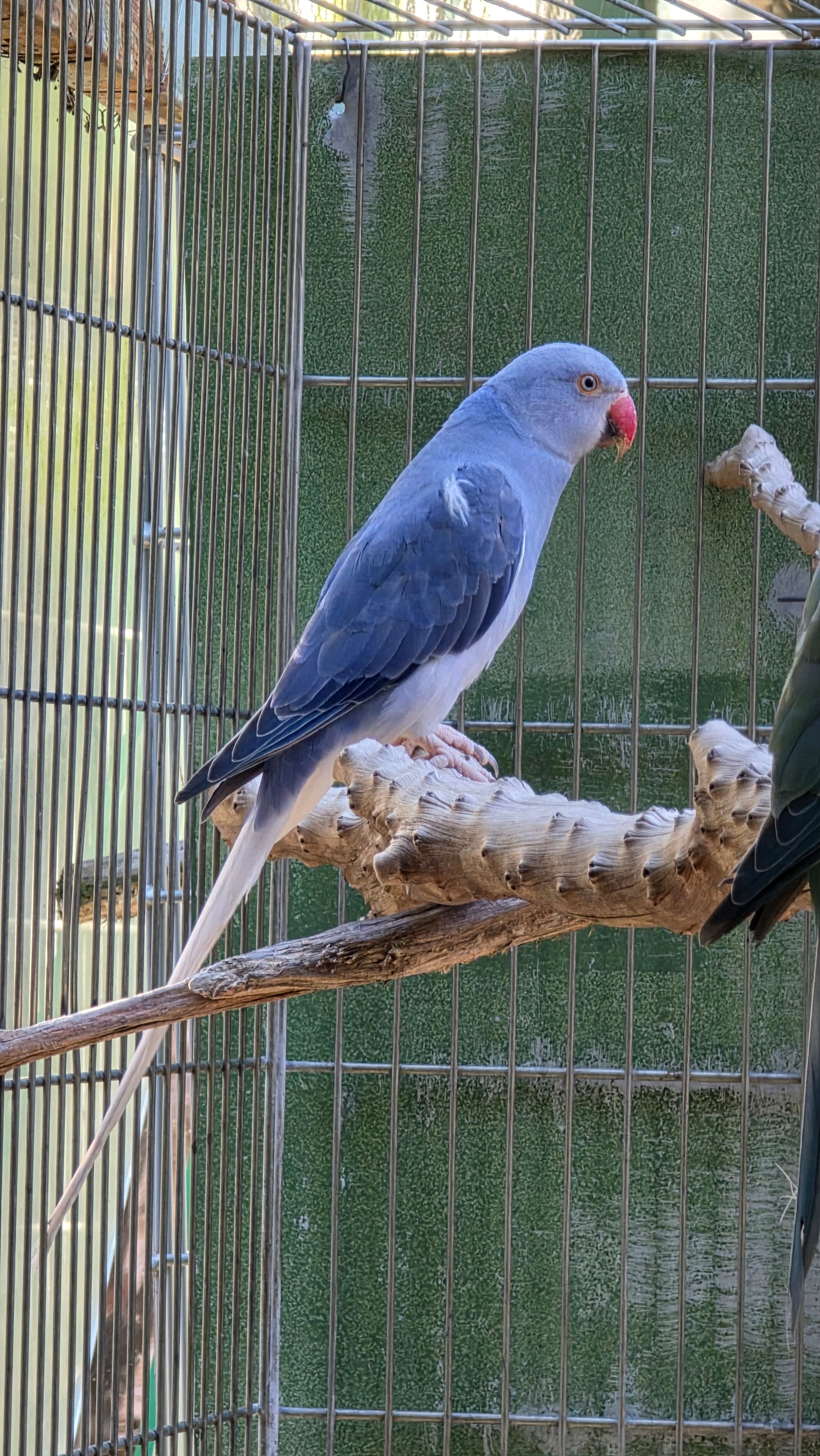 Violeta Cleartail Femea