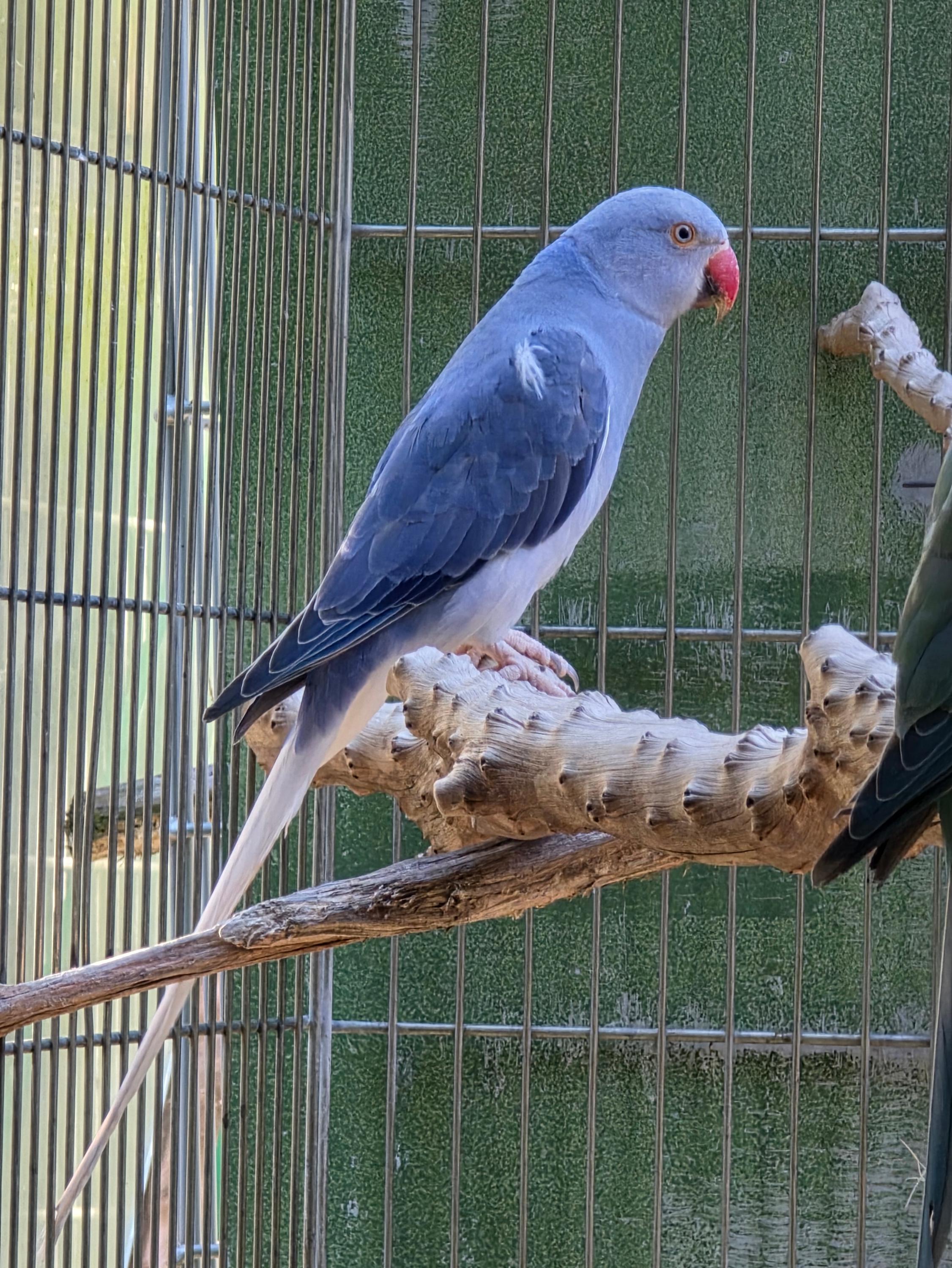 Violeta Cleartail Femea