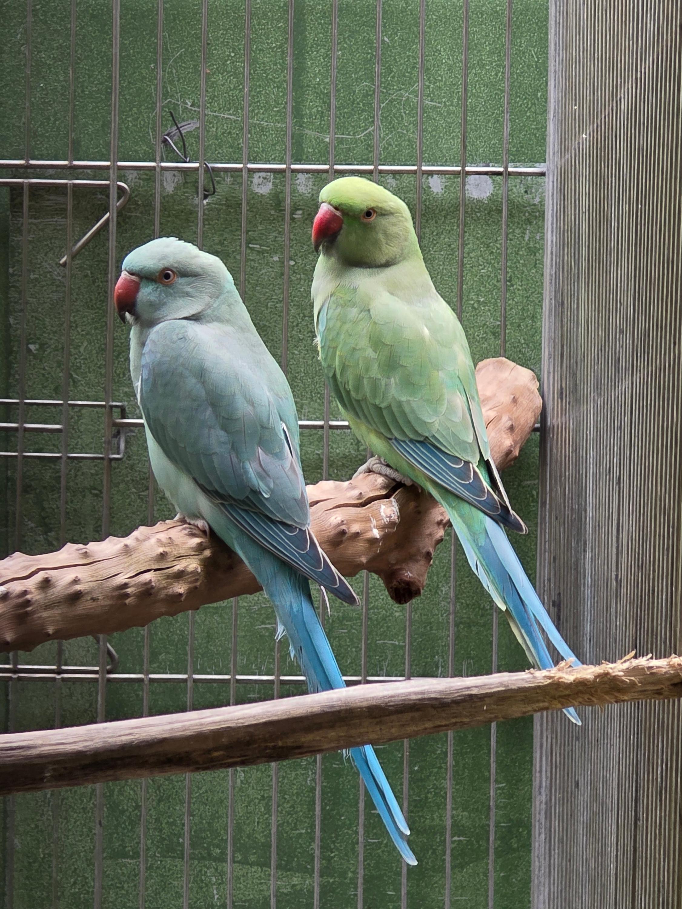 Thumbnail da imagem de Esmeralda Femea - 0