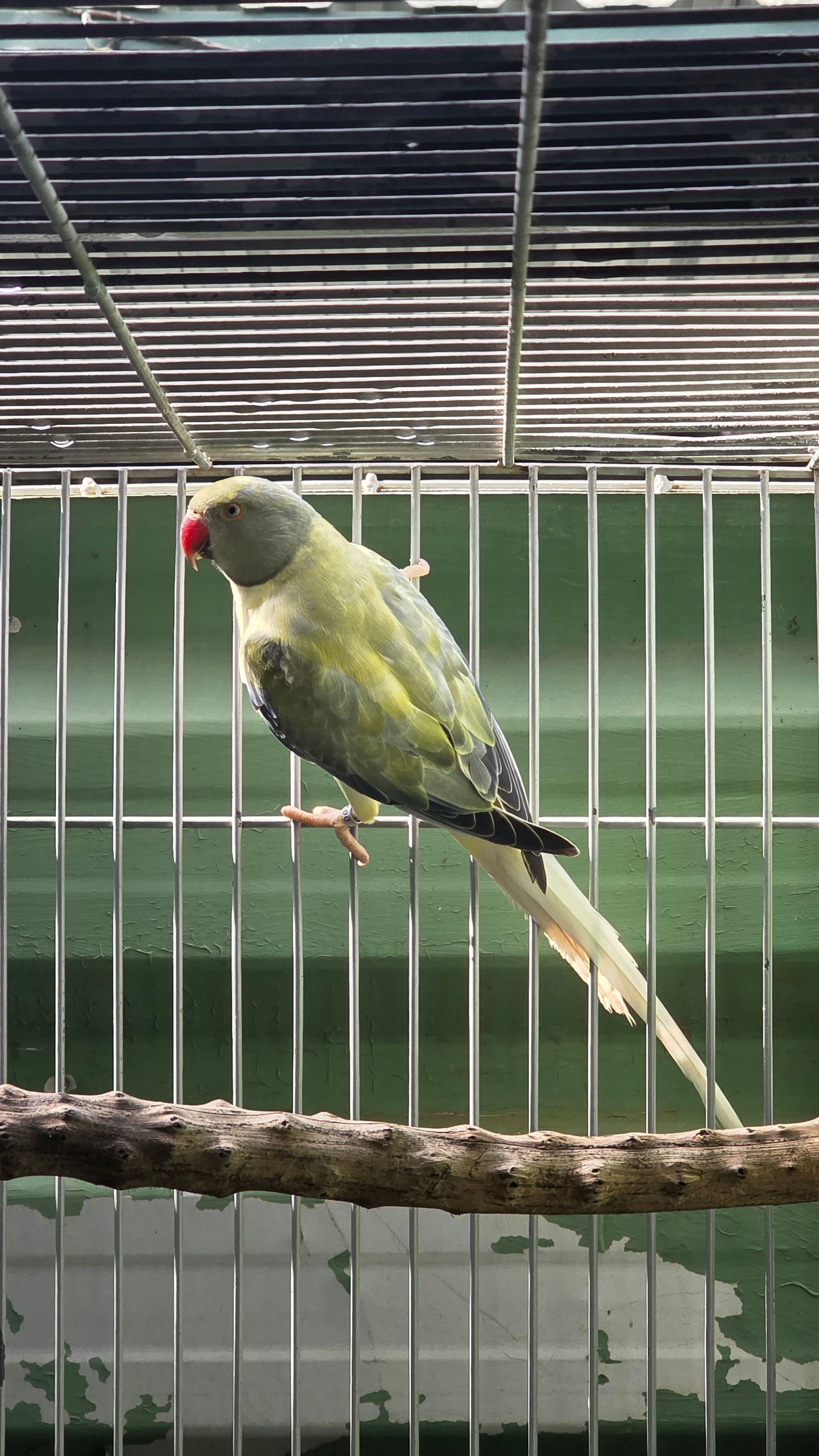 Imagem de Opalina Cleartail Violeta Turquesa - 0