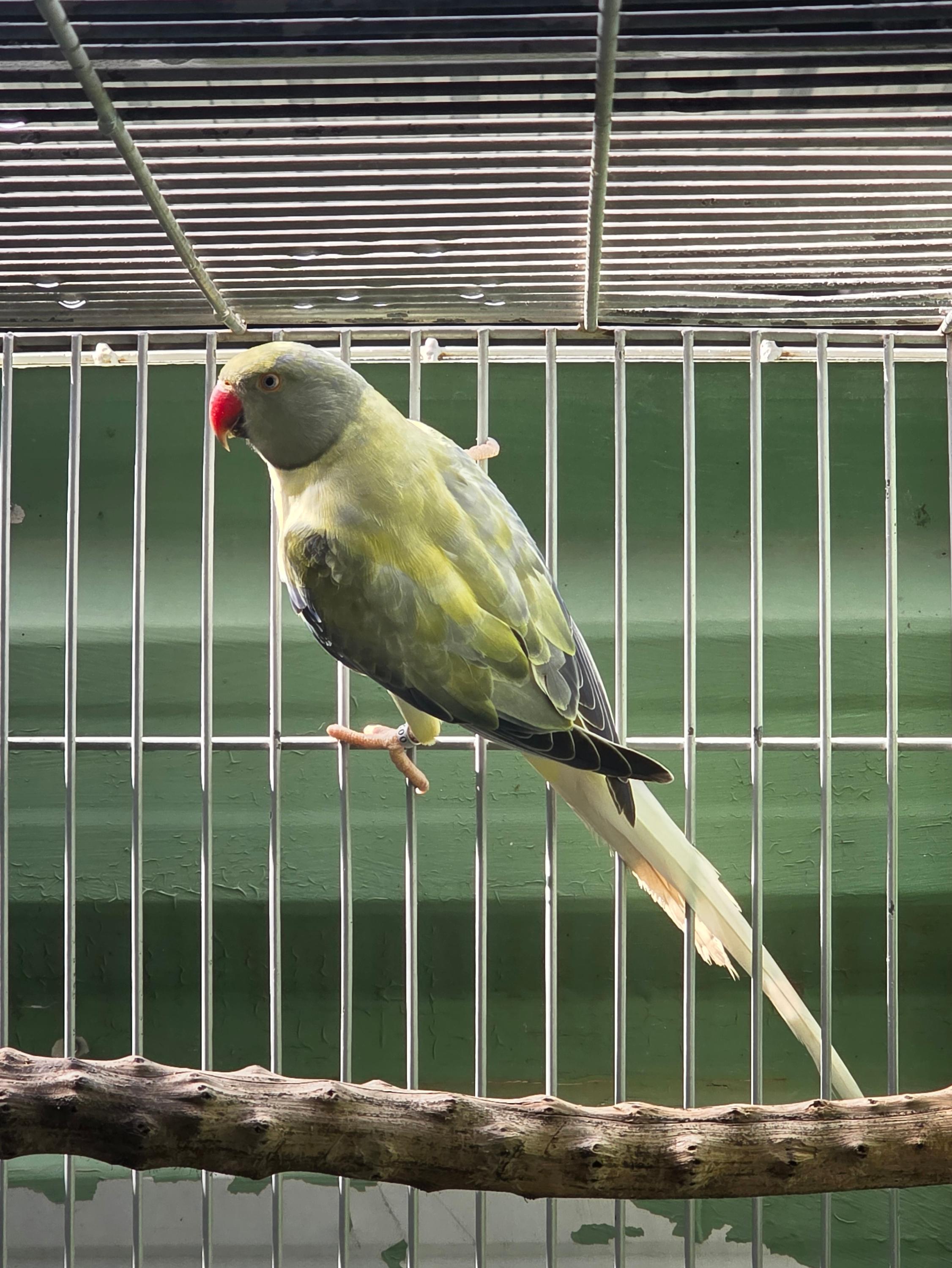 Thumbnail da imagem de Opalina Cleartail Violeta Turquesa - 0