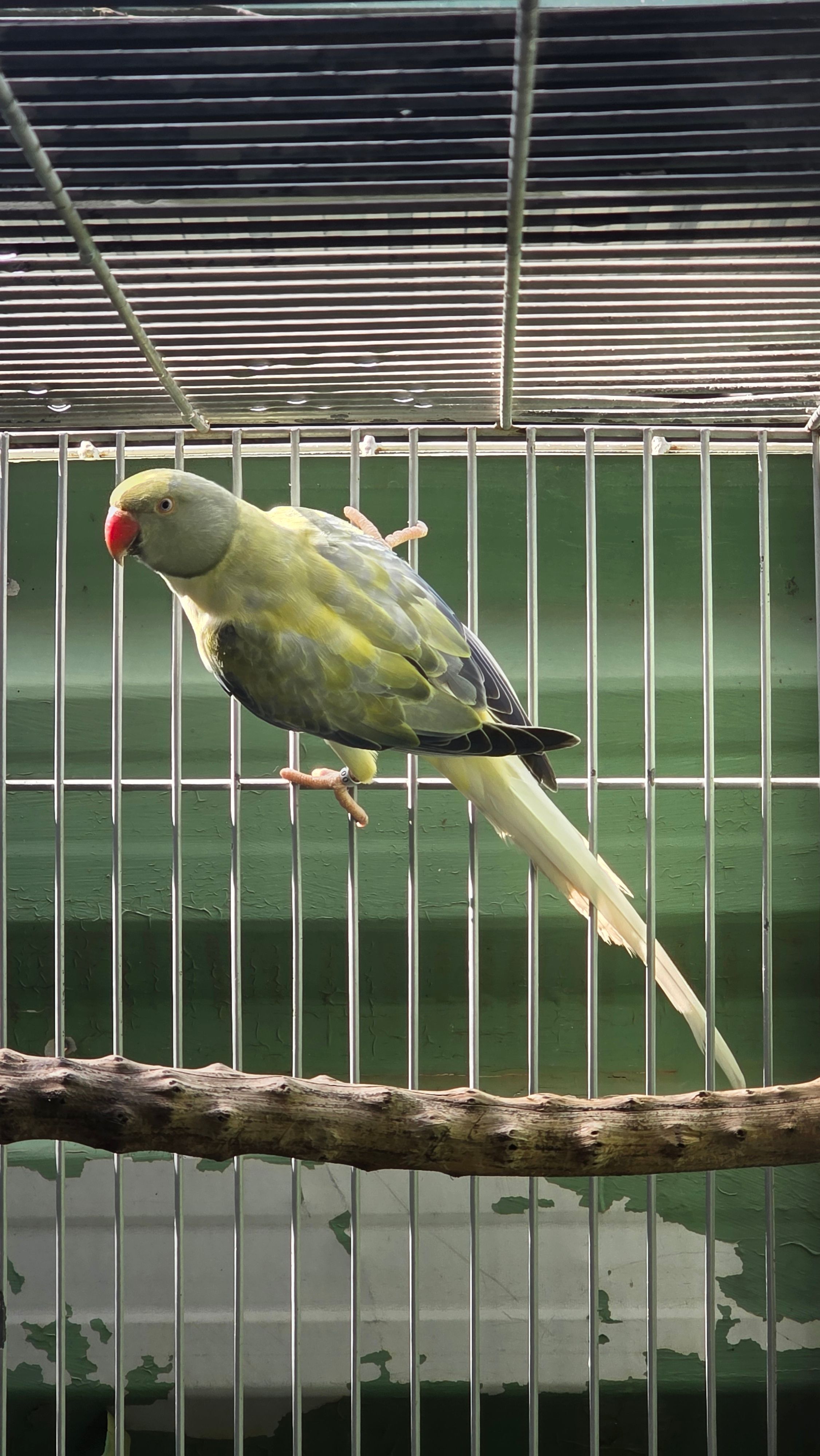 Imagem de Opalina Cleartail Violeta Turquesa - 1