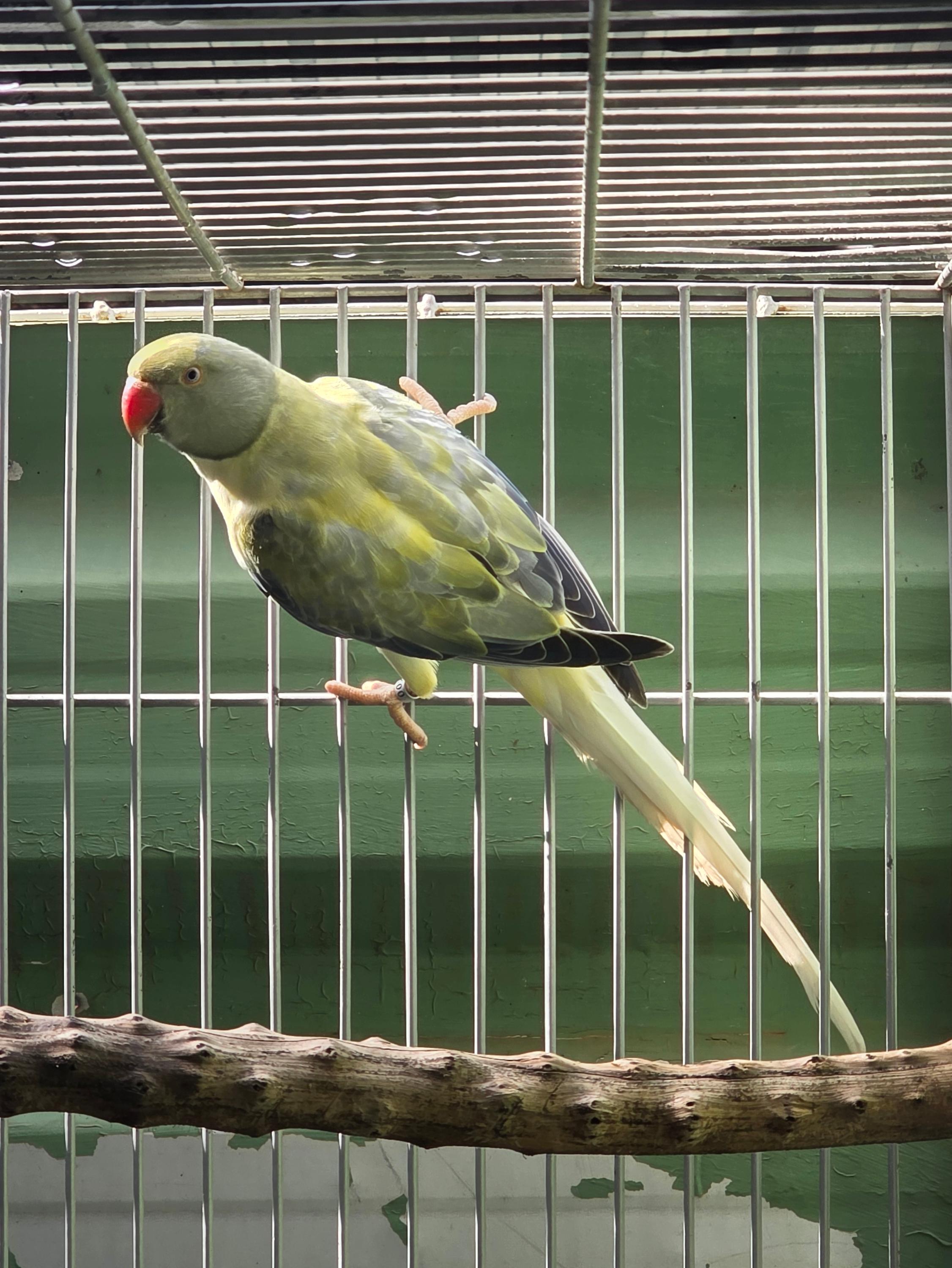 Thumbnail da imagem de Opalina Cleartail Violeta Turquesa - 1