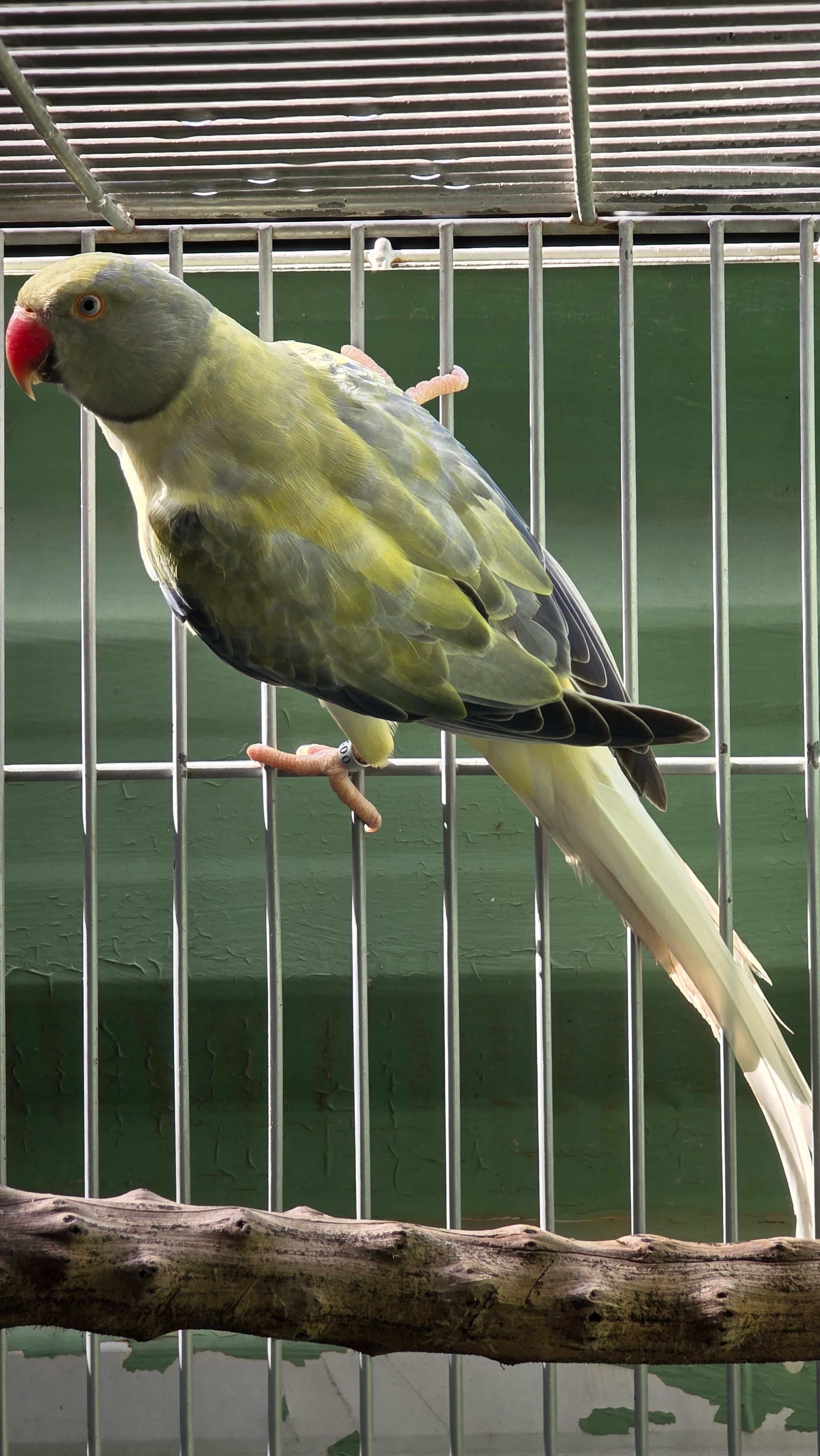 Imagem de Opalina Cleartail Violeta Turquesa - 2