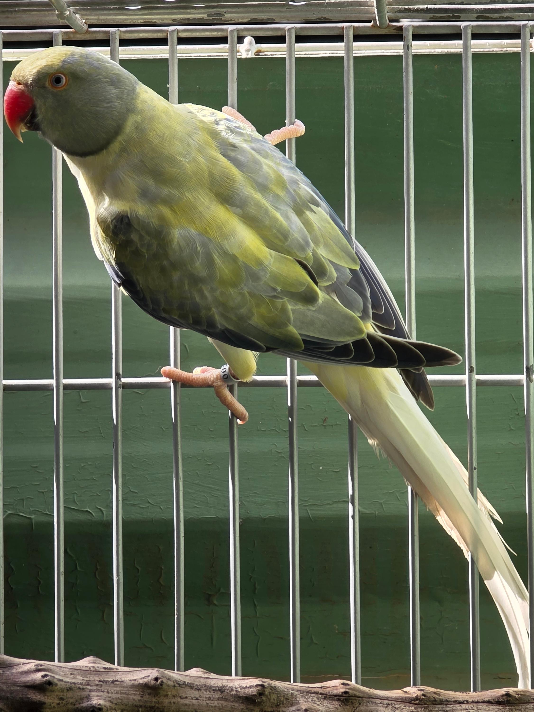 Opalina Cleartail Violeta Turquesa