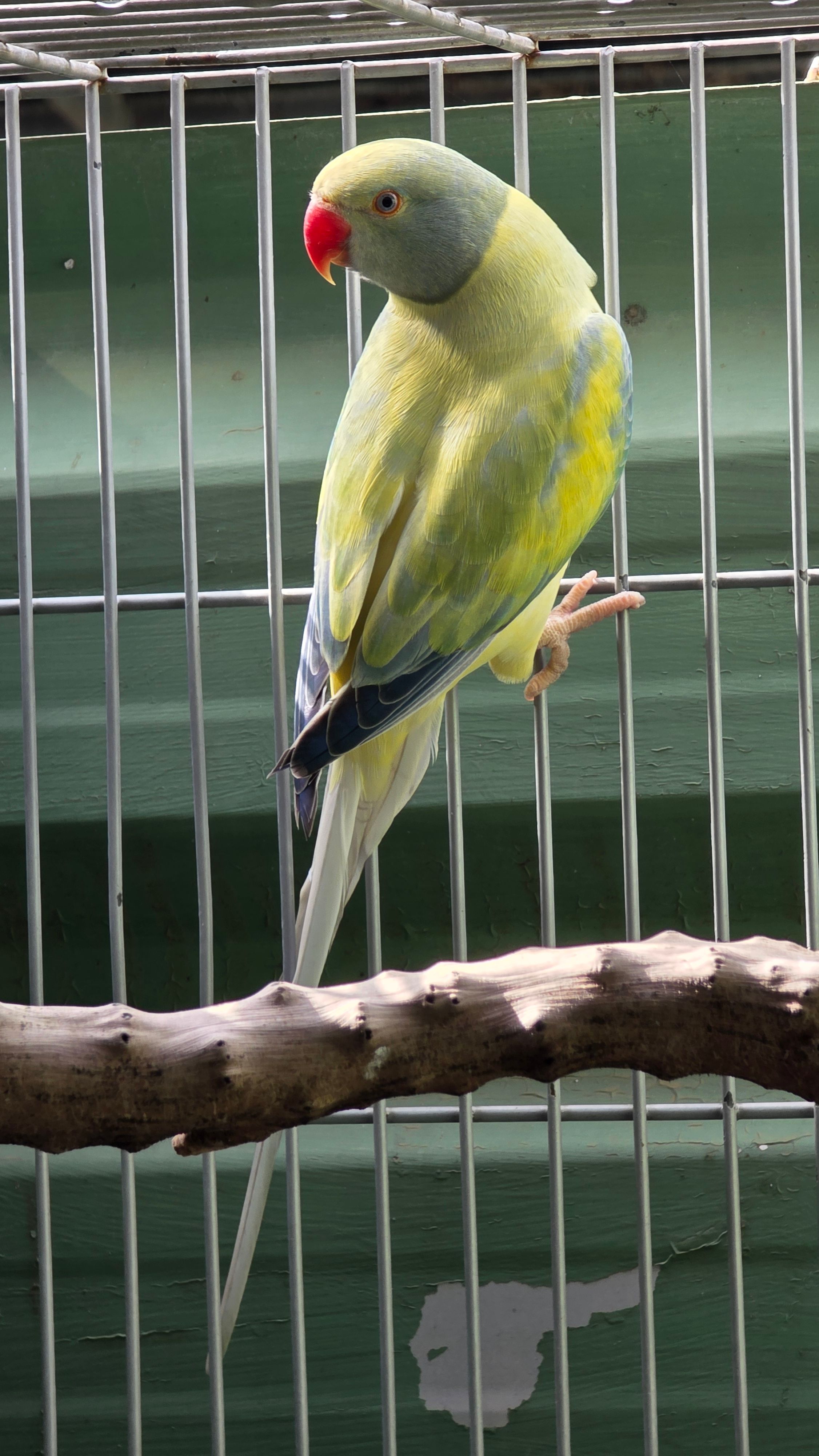 Imagem de Opalino Cleartail azul turquesa  - 1