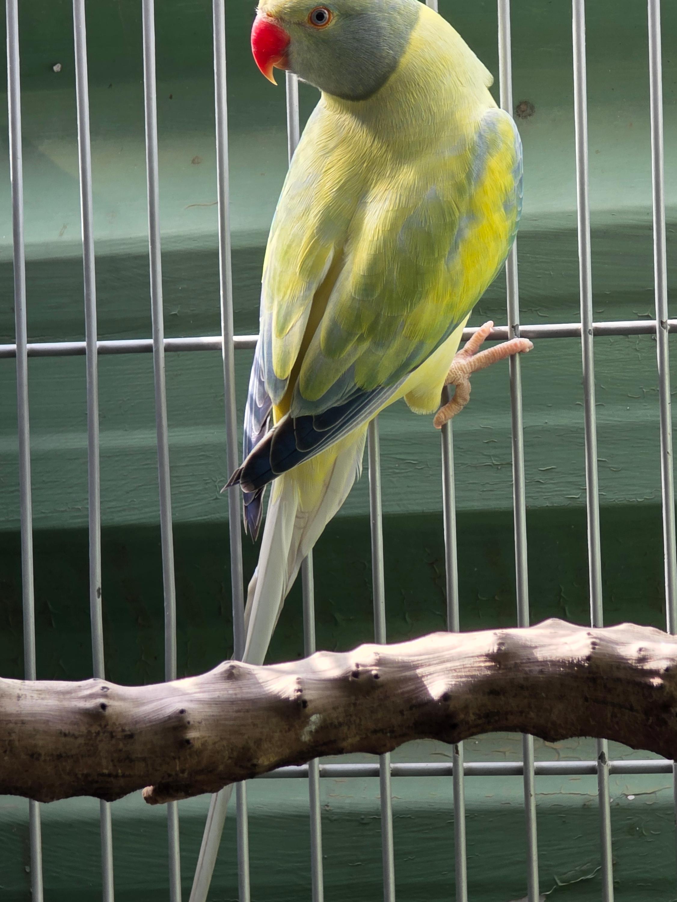 Thumbnail da imagem de Opalino Cleartail azul turquesa - 1